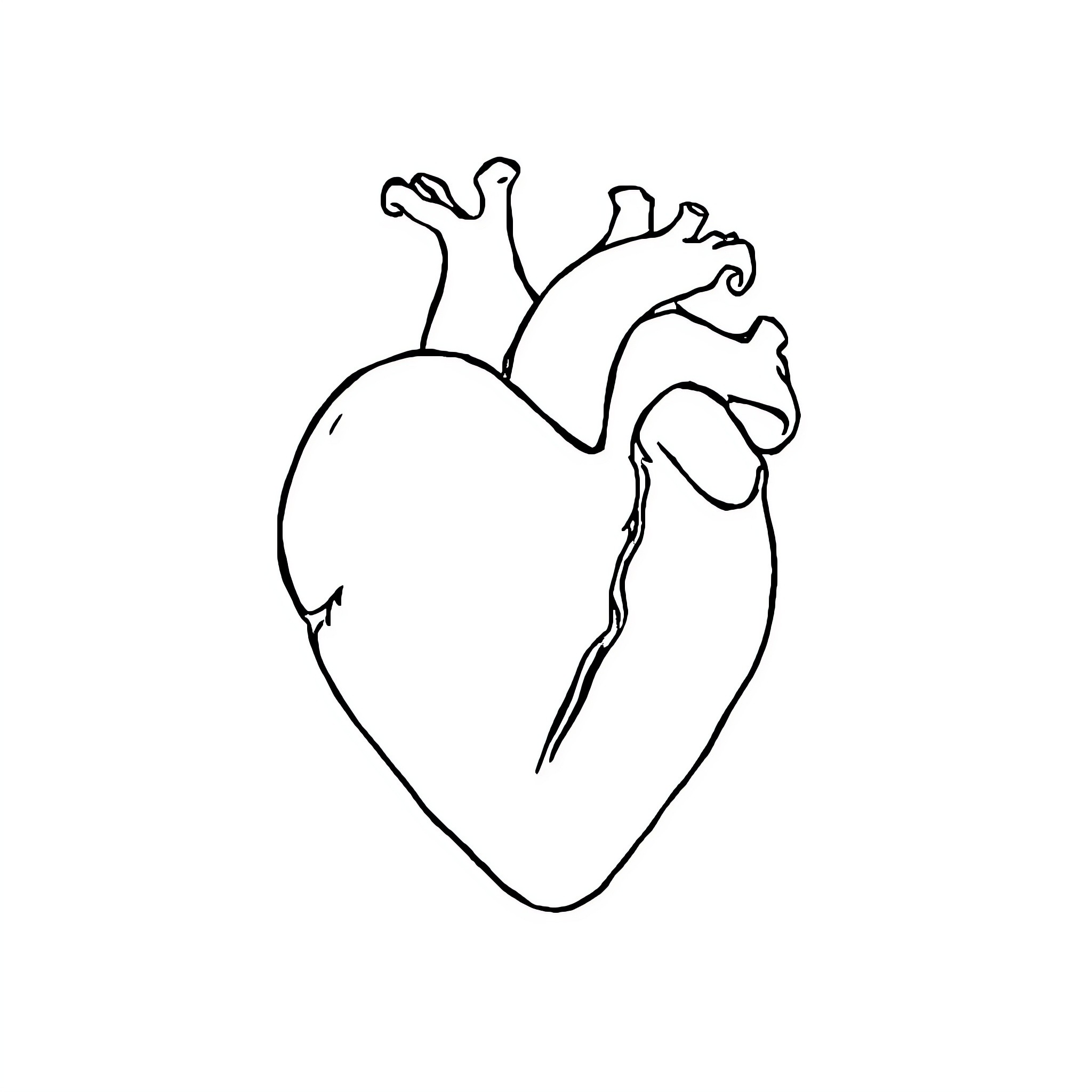 Heart Sketch of Anatomical Structure Coloring Page (free black-and-white line drawing printable PDF for all, from beginners to advanced learners, including children, teens, adults, and seniors)