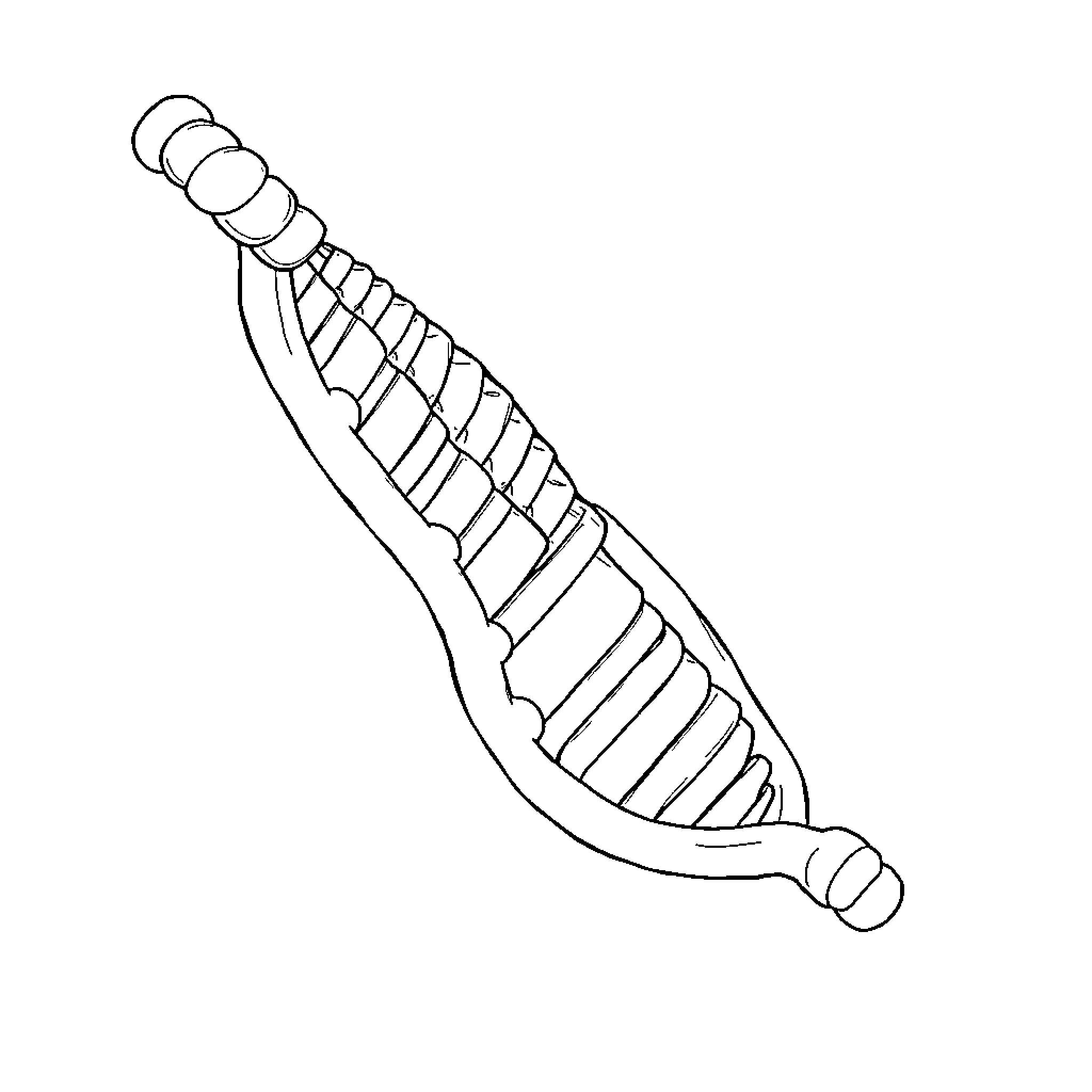 DNA Molecule Depicted Graphically Coloring Page (free black-and-white line drawing printable PDF for all, from beginners to advanced learners, including children, teens, adults, and seniors)