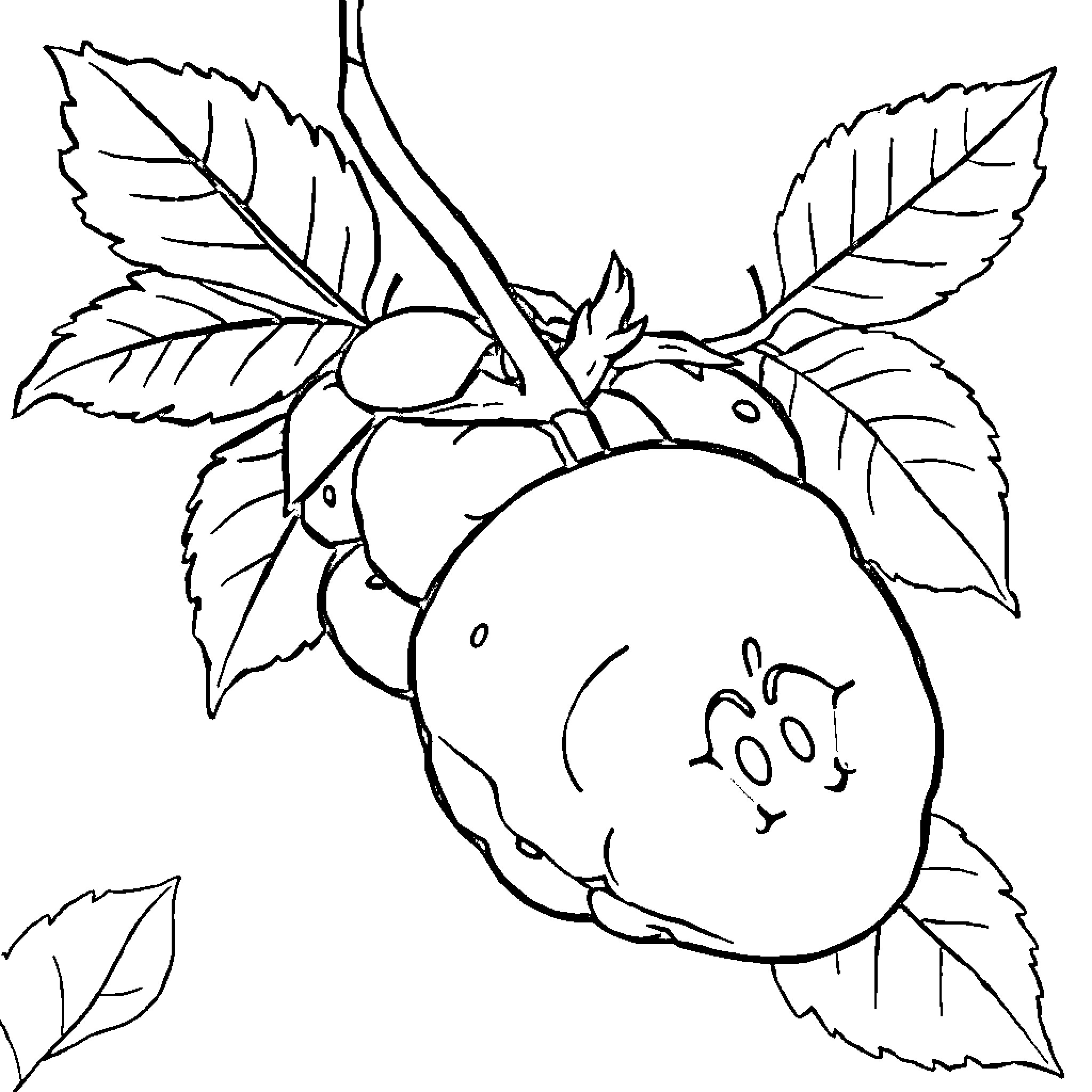 Berry fruit growing on leafy branch Coloring Page (free black-and-white line drawing printable PDF for all, from beginners to advanced learners, including children, teens, adults, and seniors)