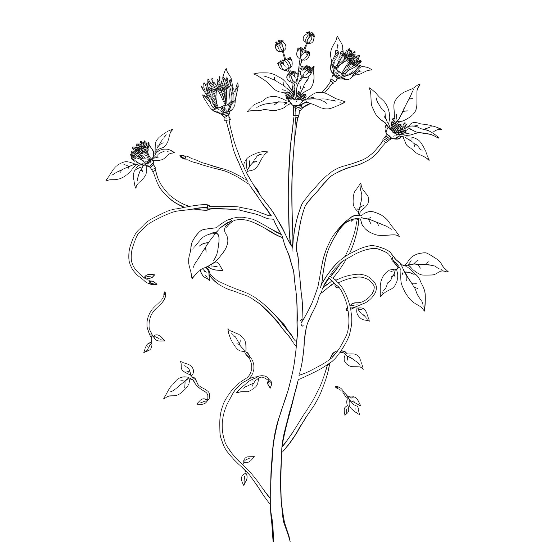Trichosanthes Dioica - Delicate Floral Illustration Coloring Page (free black-and-white line drawing printable PDF for all, from beginners to advanced learners, including children, teens, adults, and seniors)