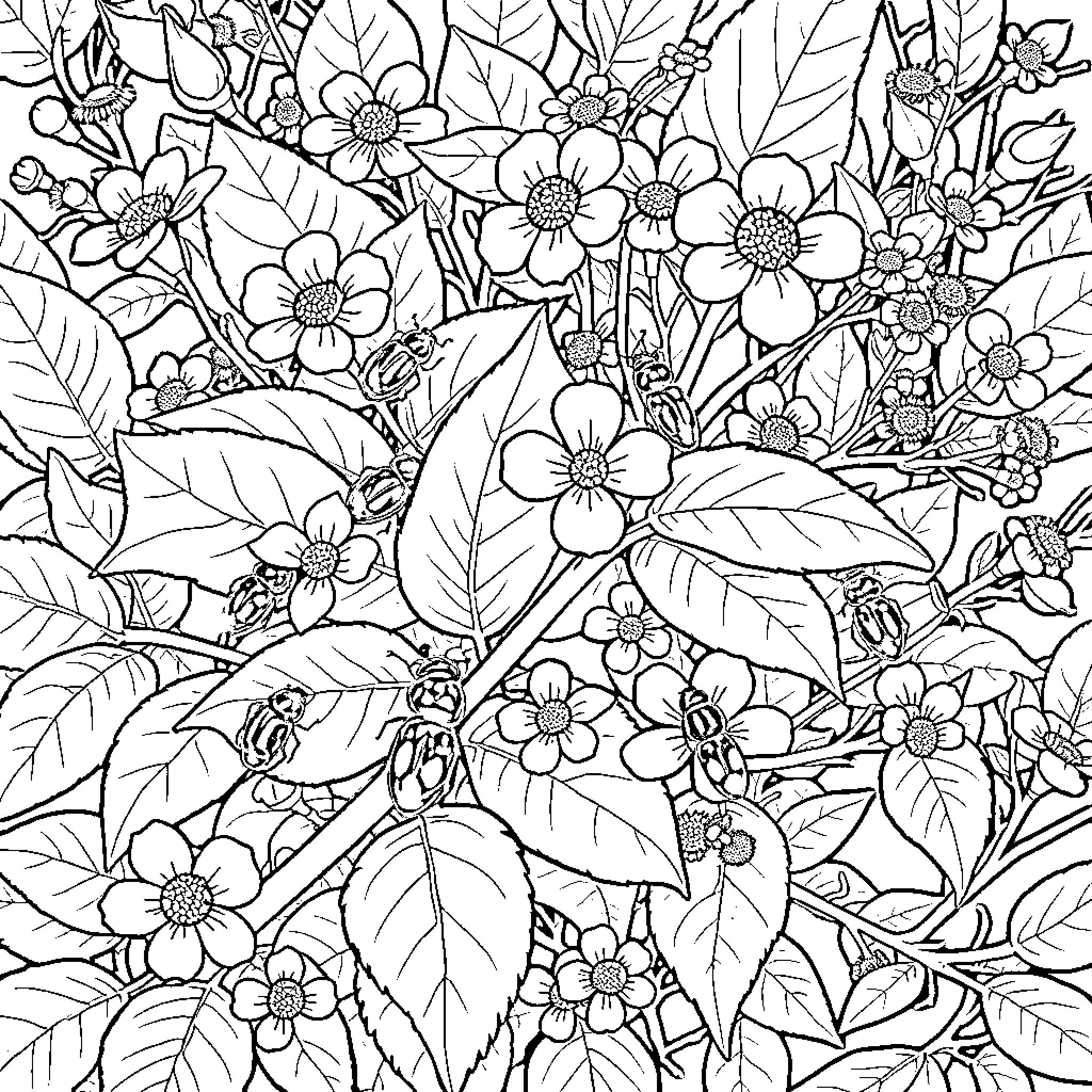 Beetle among floral garden Coloring Page (free black-and-white line drawing printable PDF for all, from beginners to advanced learners, including children, teens, adults, and seniors)