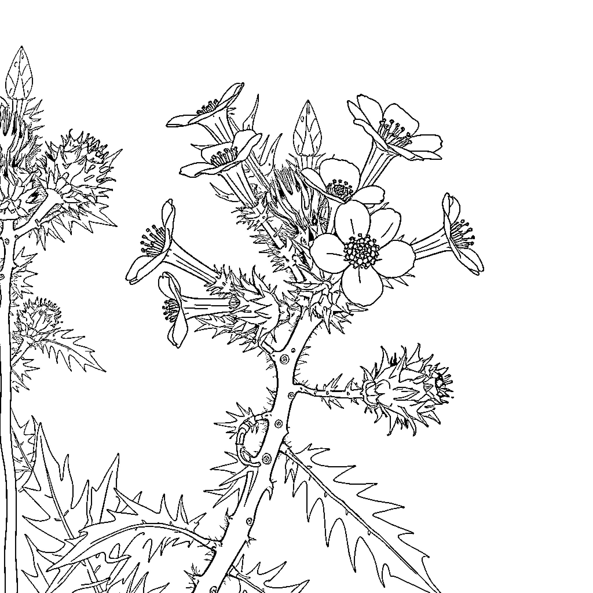 Brittlebush featuring blooming flowers and thorny leaves Coloring Page (free black-and-white line drawing printable PDF for all, from beginners to advanced learners, including children, teens, adults, and seniors)
