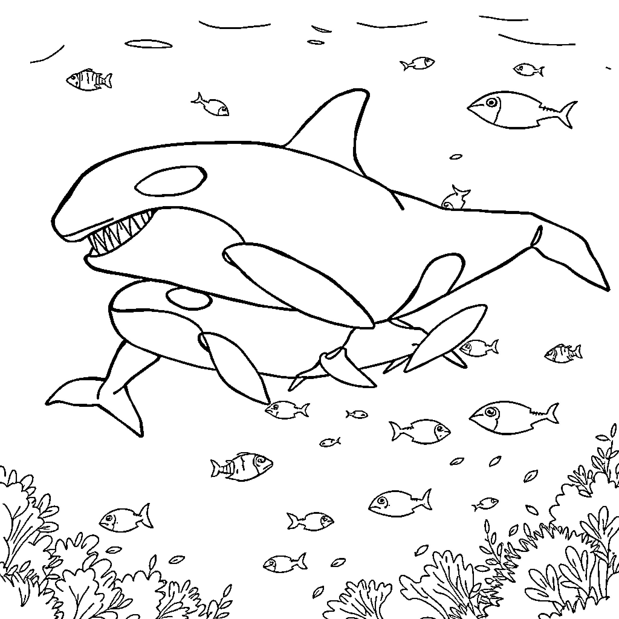 Orca swimming among fish and coral reefs Coloring Page (free black-and-white line drawing printable PDF for all, from beginners to advanced learners, including children, teens, adults, and seniors)