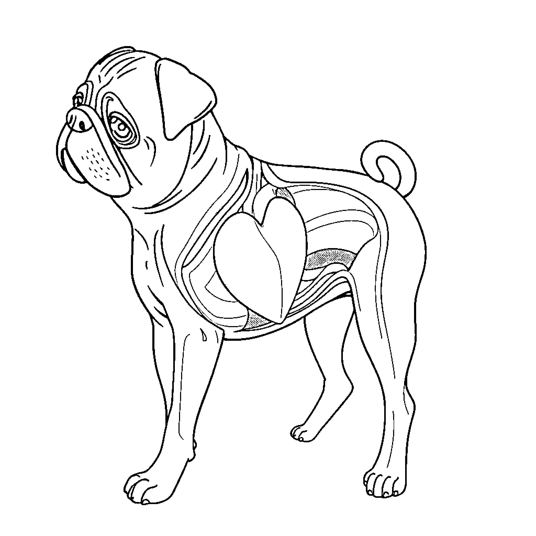 Pug wearing a fun costume Coloring Page (free black-and-white line drawing printable PDF for all, from beginners to advanced learners, including children, teens, adults, and seniors)
