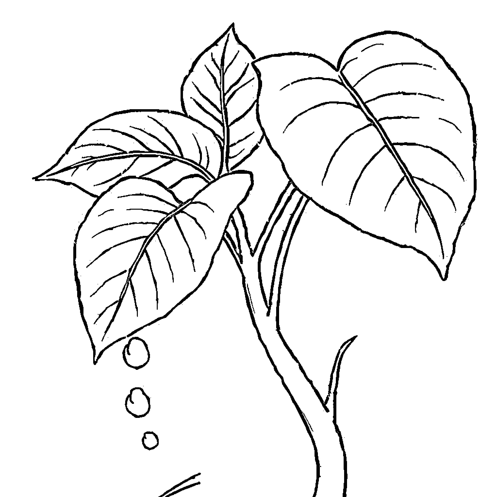 Plant leaves in artistic line drawing Coloring Page (free black-and-white line drawing printable PDF for all, from beginners to advanced learners, including children, teens, adults, and seniors)