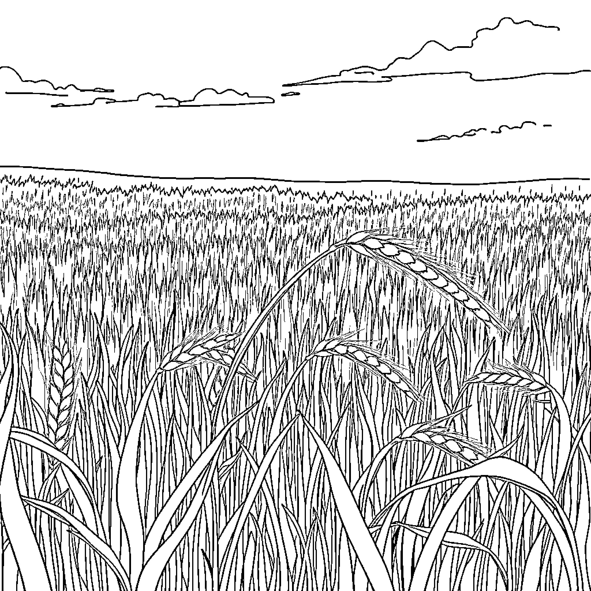 Wheat field with clouds in the sky Coloring Page (free black-and-white line drawing printable PDF for all, from beginners to advanced learners, including children, teens, adults, and seniors)
