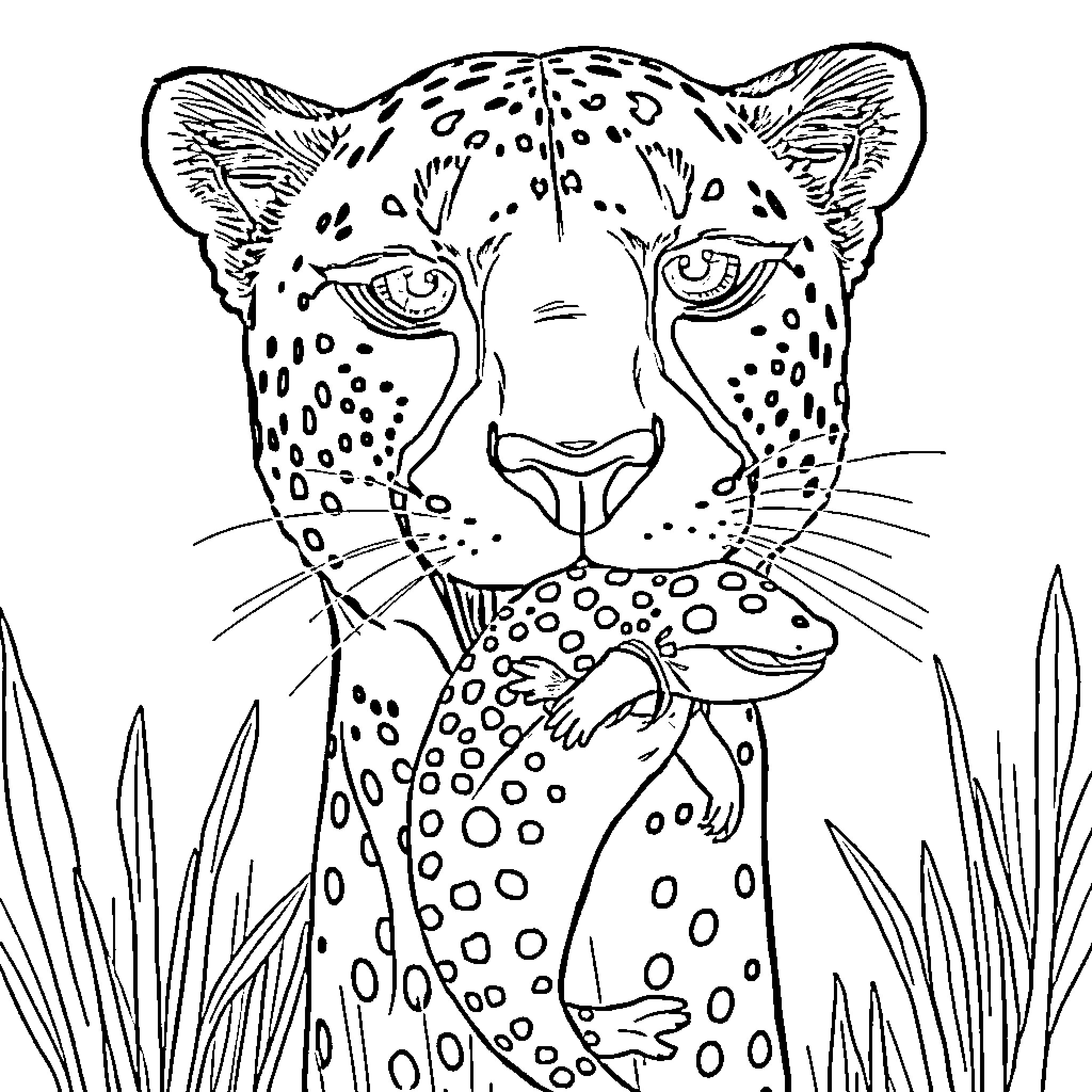 Cheetah in the wild, ready to pounce Coloring Page (free black-and-white line drawing printable PDF for all, from beginners to advanced learners, including children, teens, adults, and seniors)