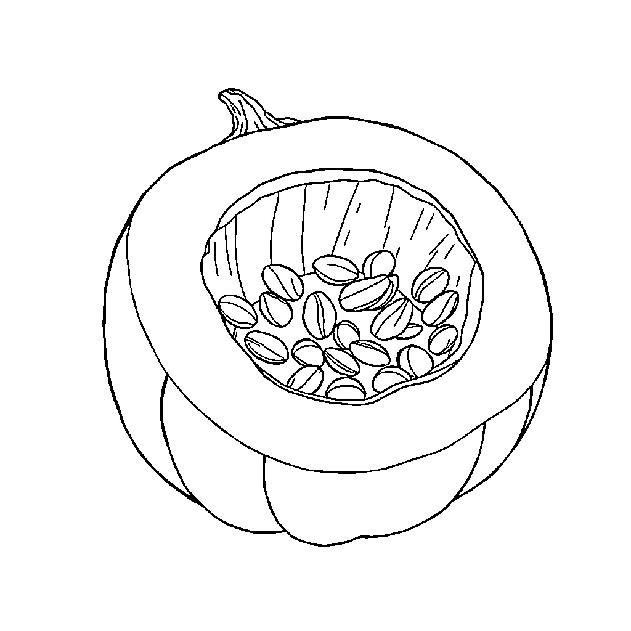 Pumpkin cut in half revealing seeds Coloring Page (free black-and-white line drawing printable PDF for all, from beginners to advanced learners, including children, teens, adults, and seniors)
