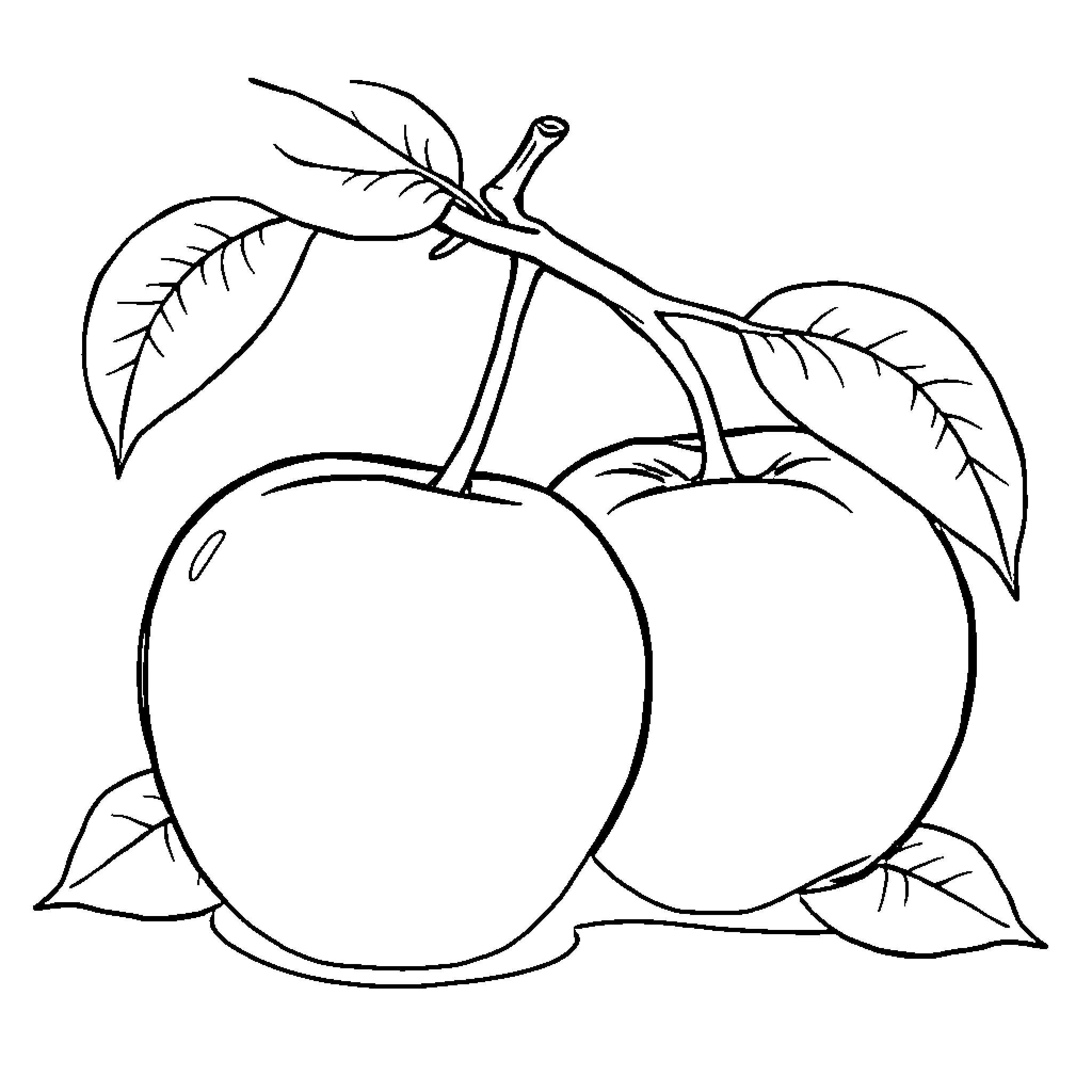 Apple Coloring Sheet with Leaves and Branches Coloring Page (free black-and-white line drawing printable PDF for all, from beginners to advanced learners, including children, teens, adults, and seniors)