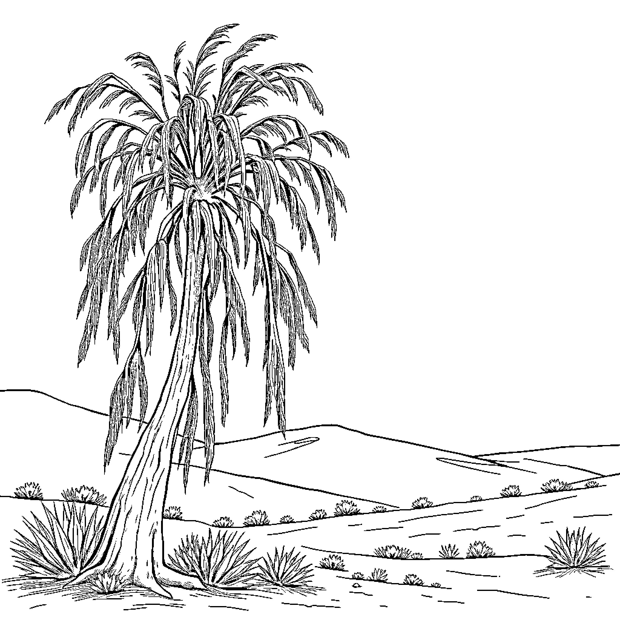 Willow Tree Standing Tall in the Countryside Coloring Page (free black-and-white line drawing printable PDF for all, from beginners to advanced learners, including children, teens, adults, and seniors)