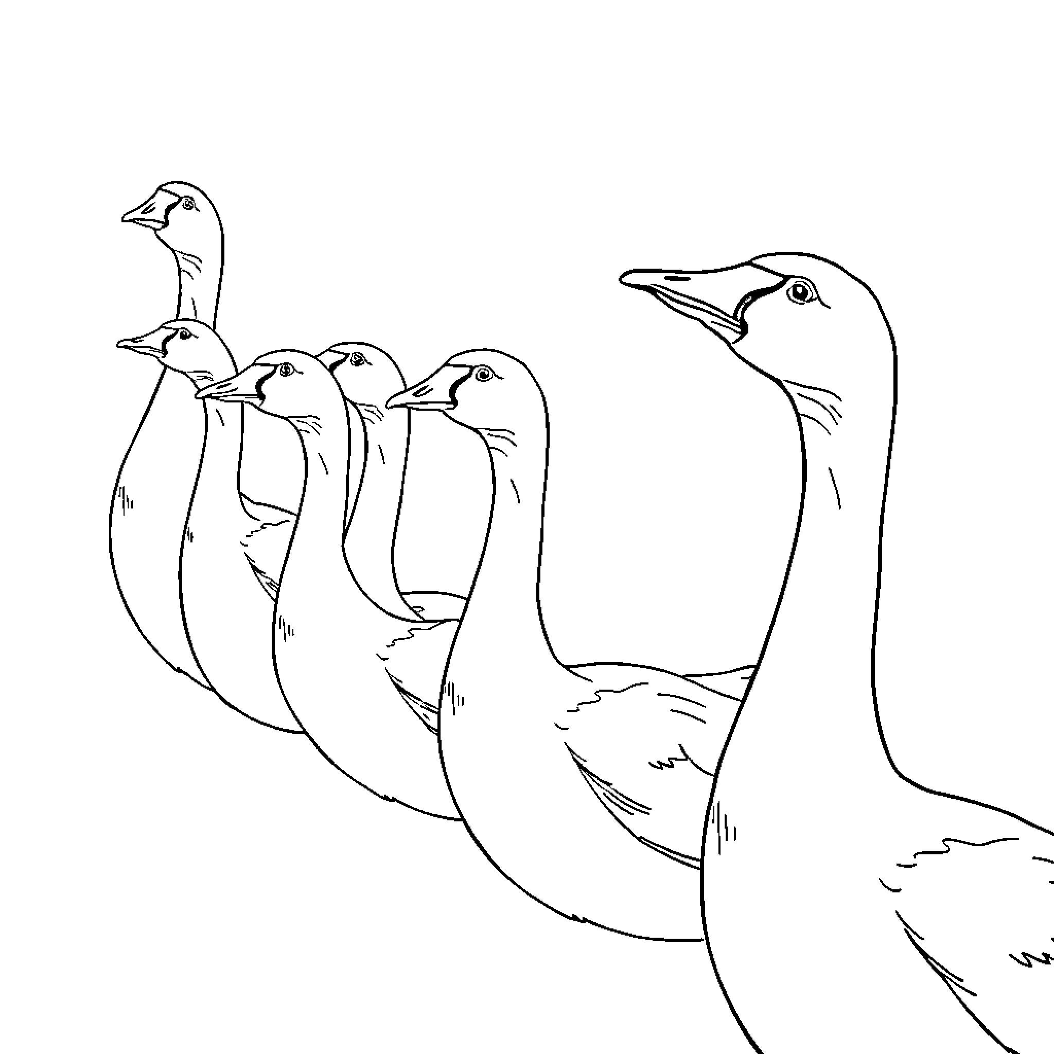 Swan-themed illustration with group of birds Coloring Page (free black-and-white line drawing printable PDF for all, from beginners to advanced learners, including children, teens, adults, and seniors)