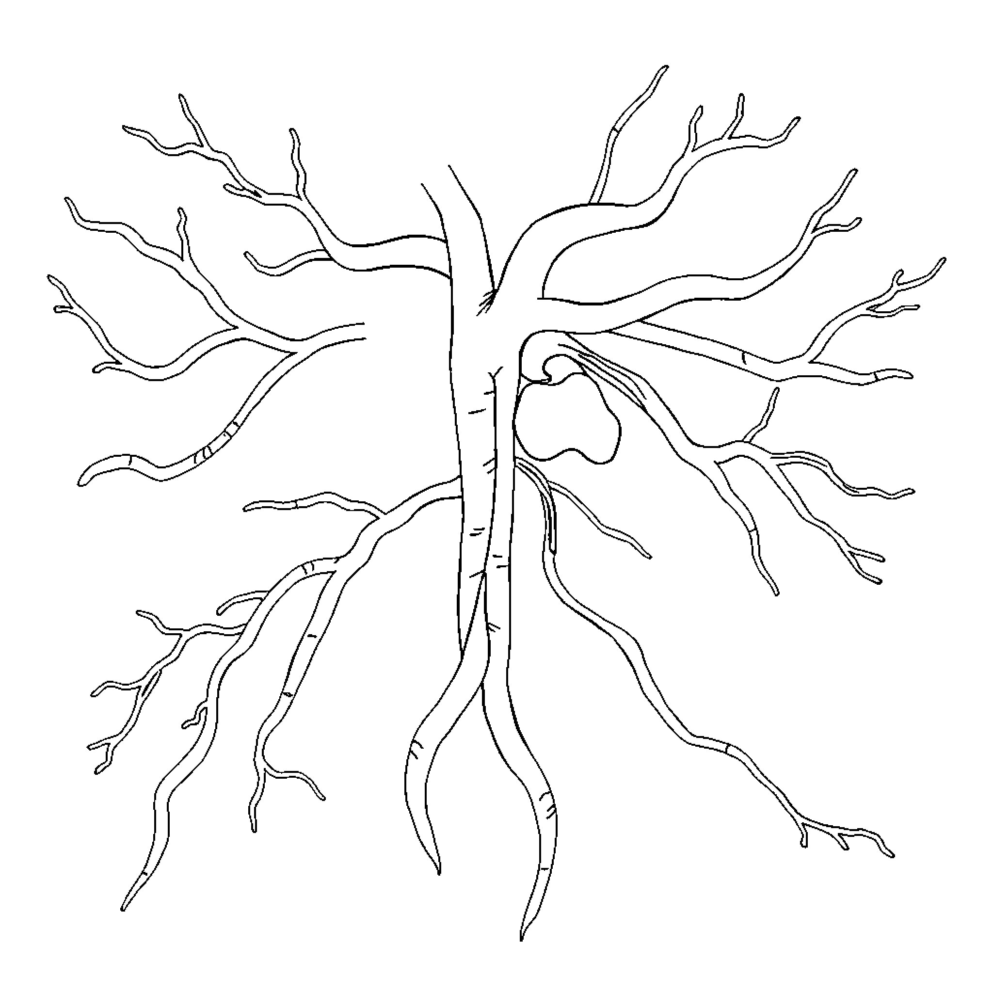 Circulatory System Schematic Diagram Coloring Page (free black-and-white line drawing printable PDF for all, from beginners to advanced learners, including children, teens, adults, and seniors)