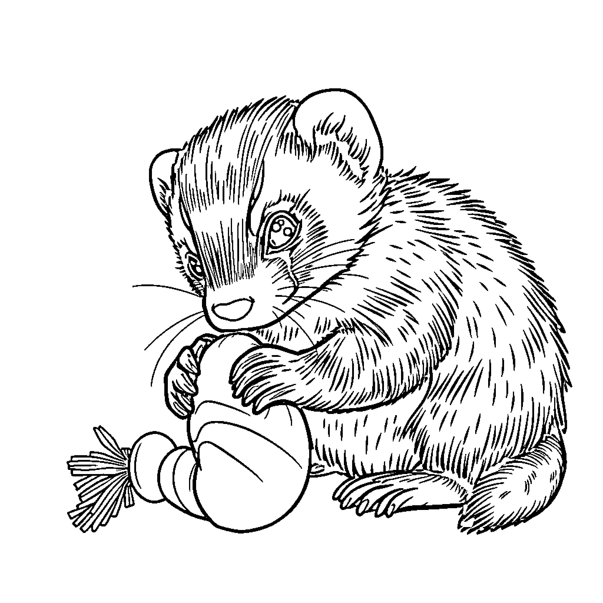 Ferret playing with toy in black and white Coloring Page (free black-and-white line drawing printable PDF for all, from beginners to advanced learners, including children, teens, adults, and seniors)