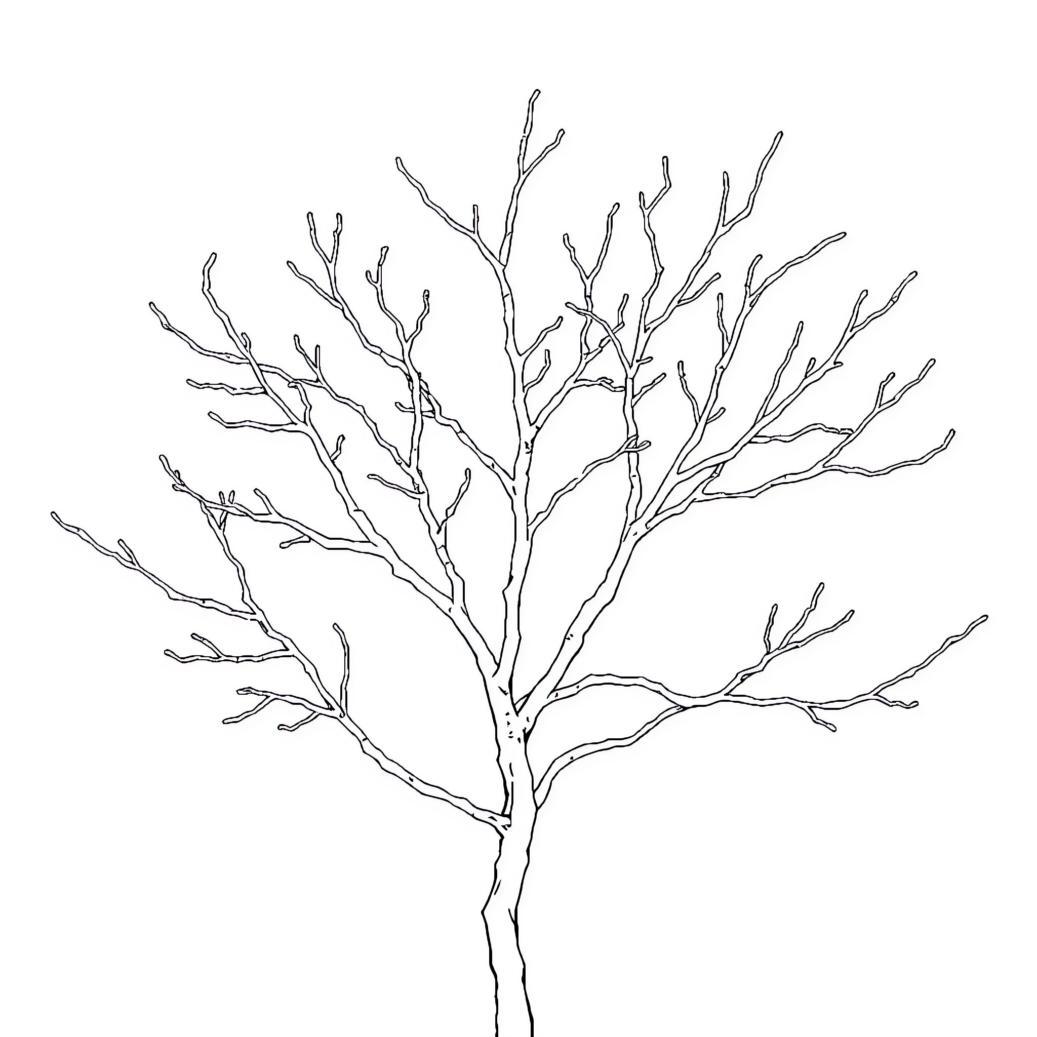 Branch with intricate, bare skeleton-like structure Coloring Page (free black-and-white line drawing printable PDF for all, from beginners to advanced learners, including children, teens, adults, and seniors)