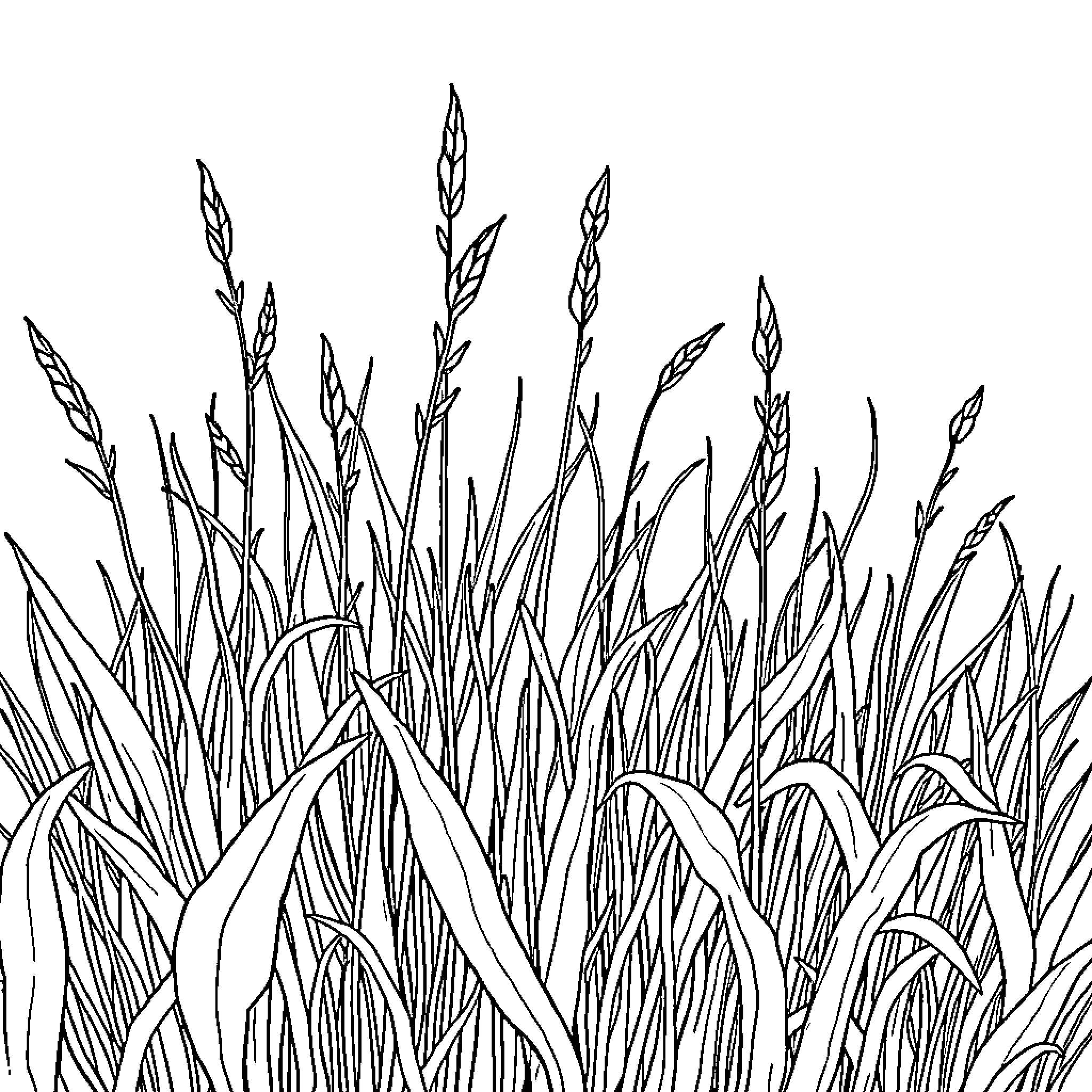 Weed field with tall, slender stalks Coloring Page (free black-and-white line drawing printable PDF for all, from beginners to advanced learners, including children, teens, adults, and seniors)