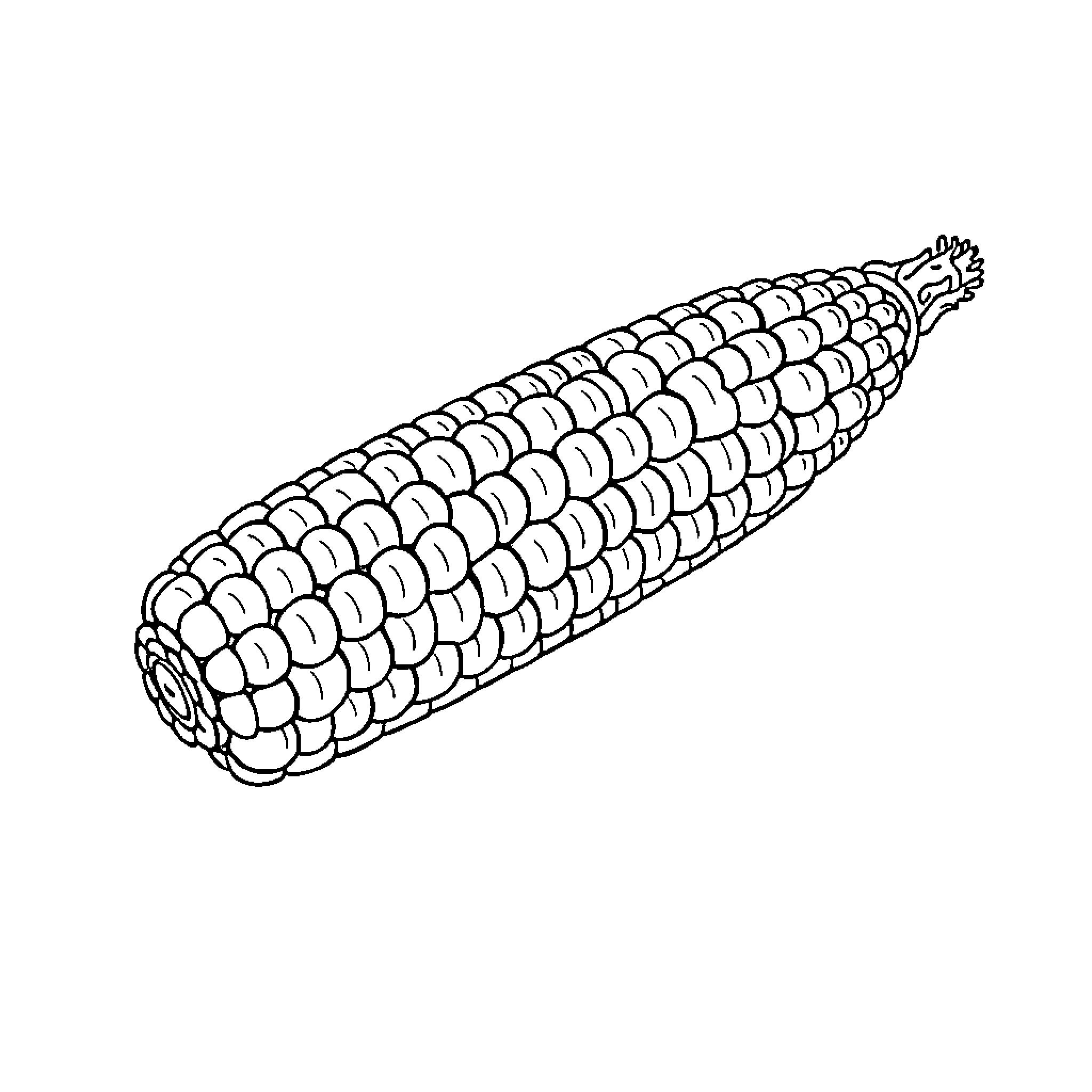 Corn cob in black and white Coloring Page (free black-and-white line drawing printable PDF for all, from beginners to advanced learners, including children, teens, adults, and seniors)