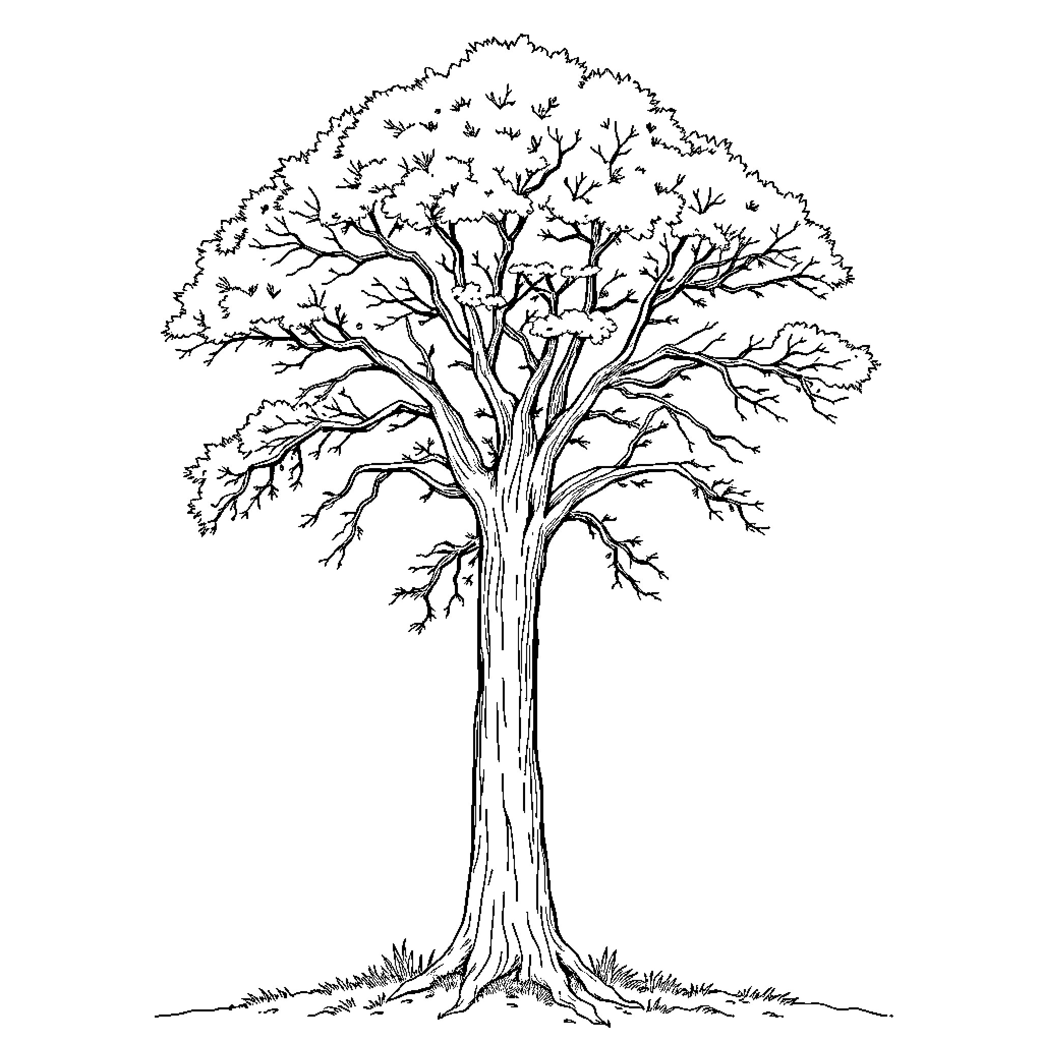 A Detailed Illustration of a Majestic Tree Coloring Page (free black-and-white line drawing printable PDF for all, from beginners to advanced learners, including children, teens, adults, and seniors)
