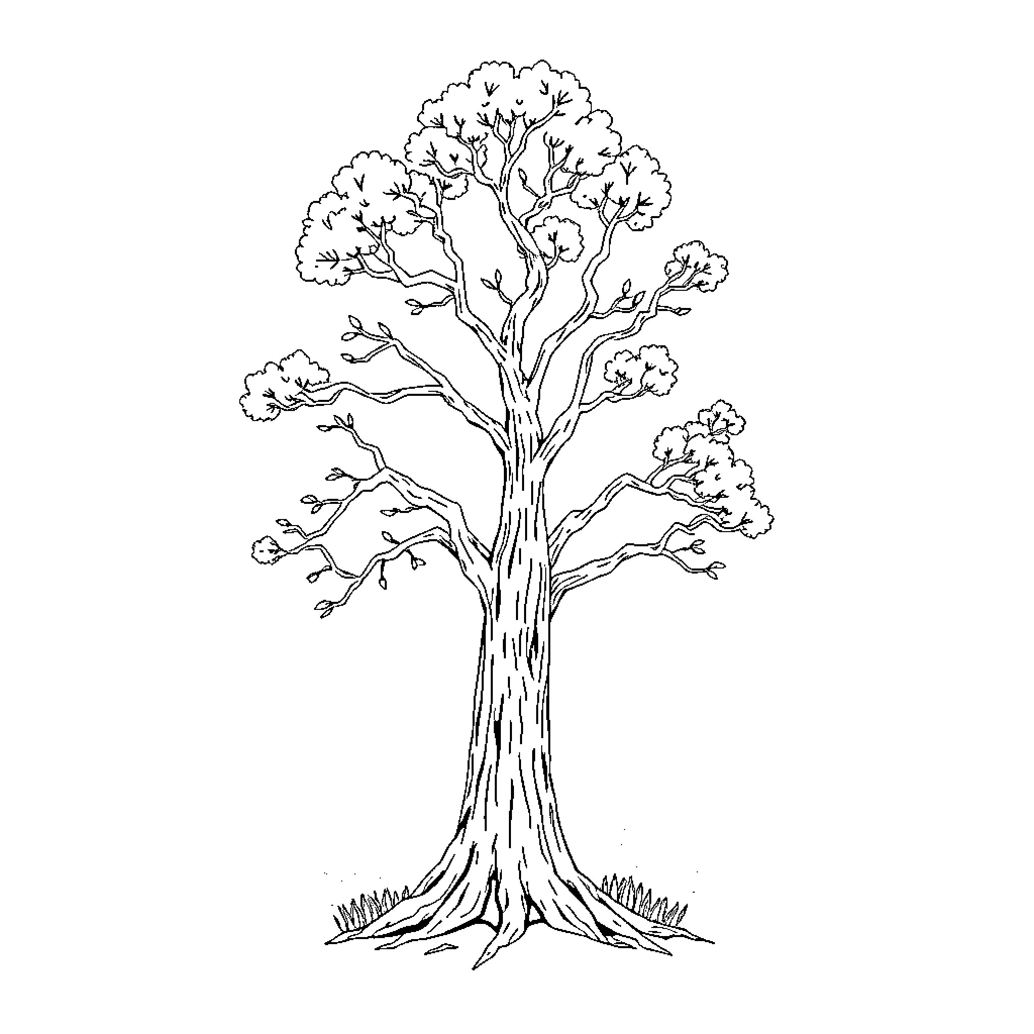 Tree with intricate branches and foliage Coloring Page (free black-and-white line drawing printable PDF for all, from beginners to advanced learners, including children, teens, adults, and seniors)
