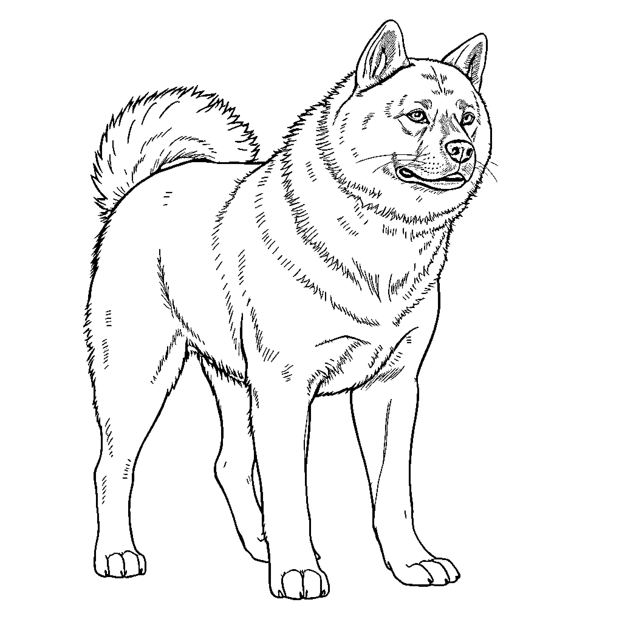 Akita standing alertly in black and white Coloring Page (free black-and-white line drawing printable PDF for all, from beginners to advanced learners, including children, teens, adults, and seniors)