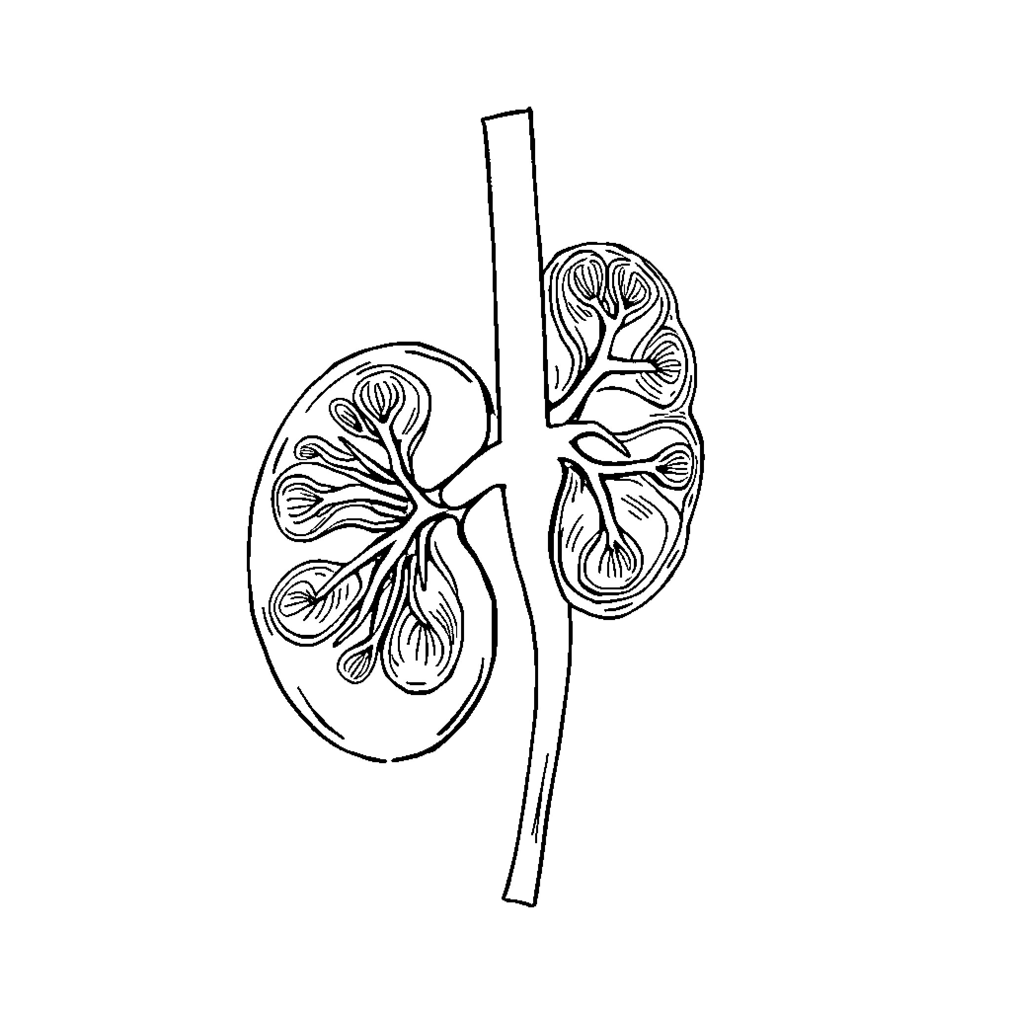 Riñon with intricate anatomical details Coloring Page (free black-and-white line drawing printable PDF for all, from beginners to advanced learners, including children, teens, adults, and seniors)