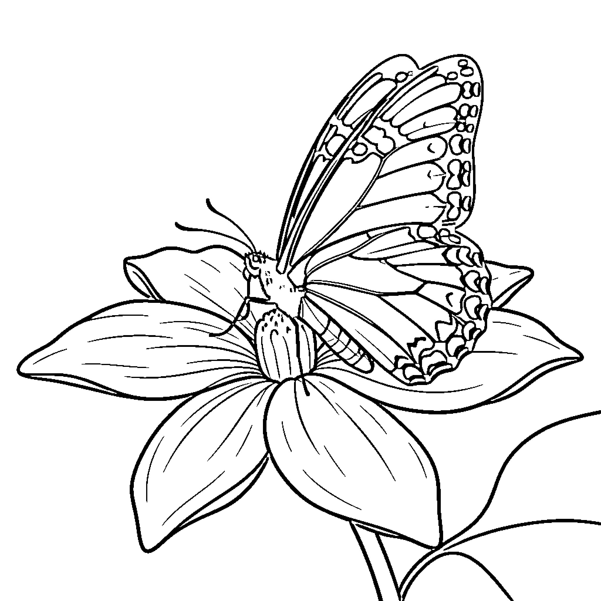 Butterfly resting on a blooming flower Coloring Page (free black-and-white line drawing printable PDF for all, from beginners to advanced learners, including children, teens, adults, and seniors)