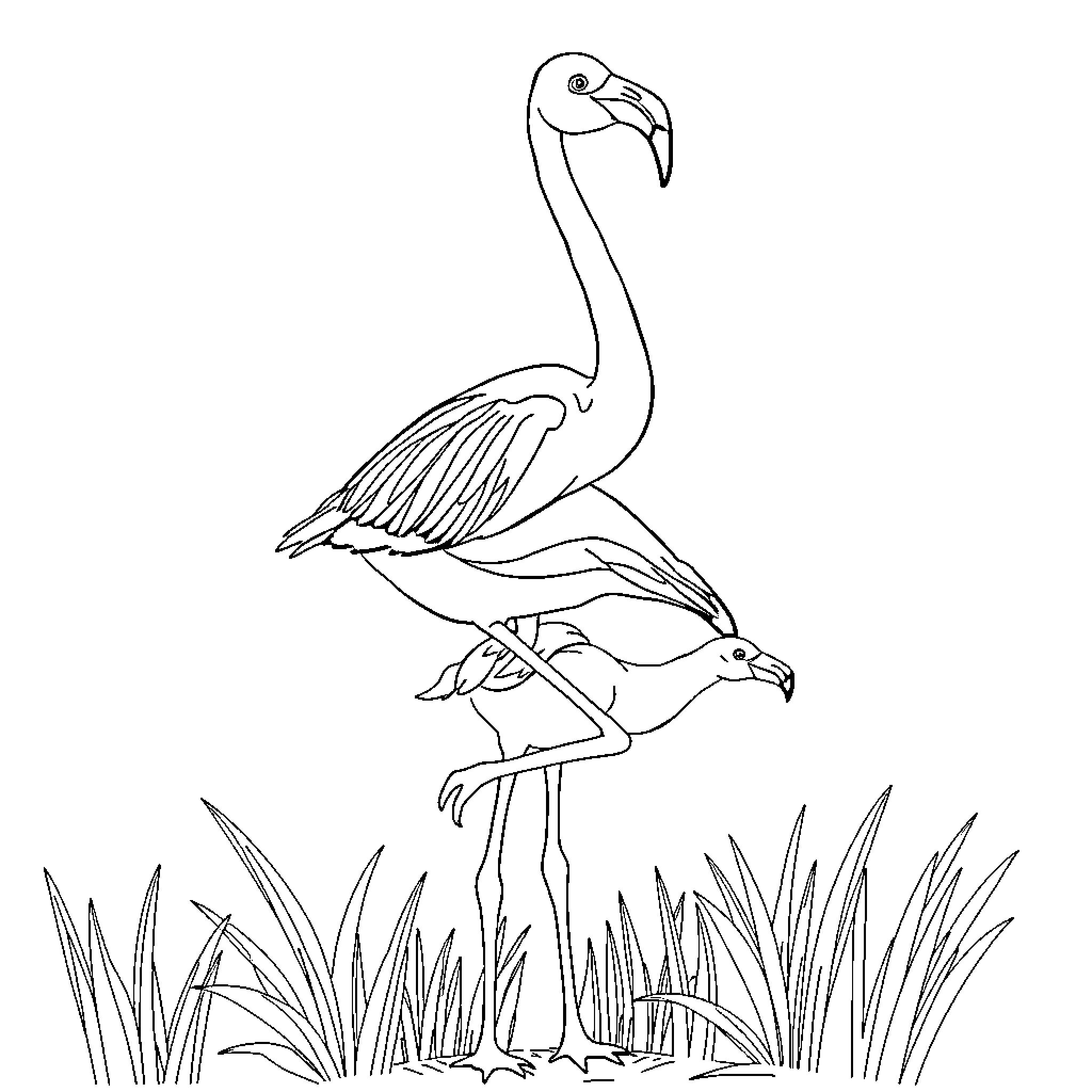 Flamingo strutting amidst tall grass Coloring Page (free black-and-white line drawing printable PDF for all, from beginners to advanced learners, including children, teens, adults, and seniors)