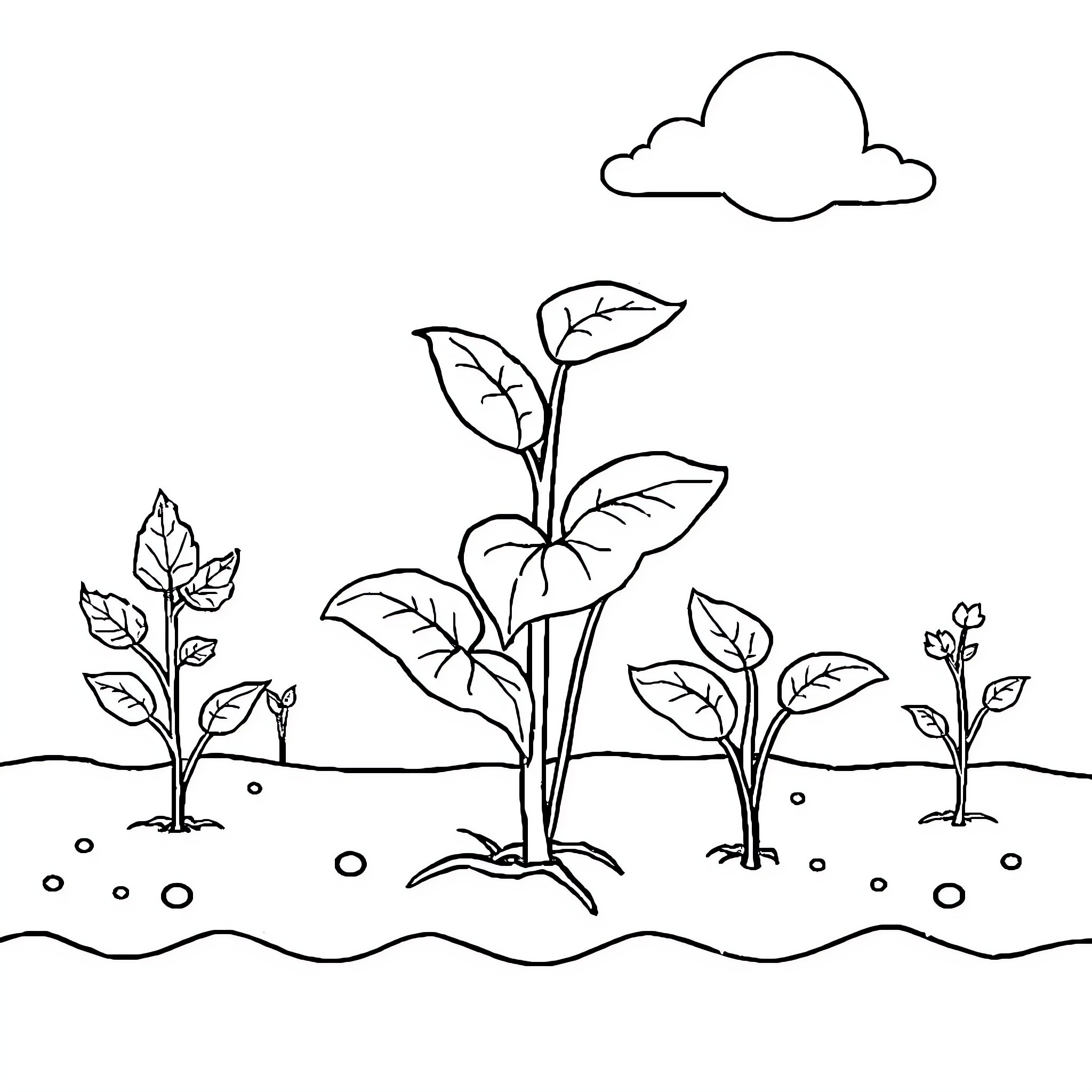 Micronutrient plants growing in natural environment Coloring Page (free black-and-white line drawing printable PDF for all, from beginners to advanced learners, including children, teens, adults, and seniors)
