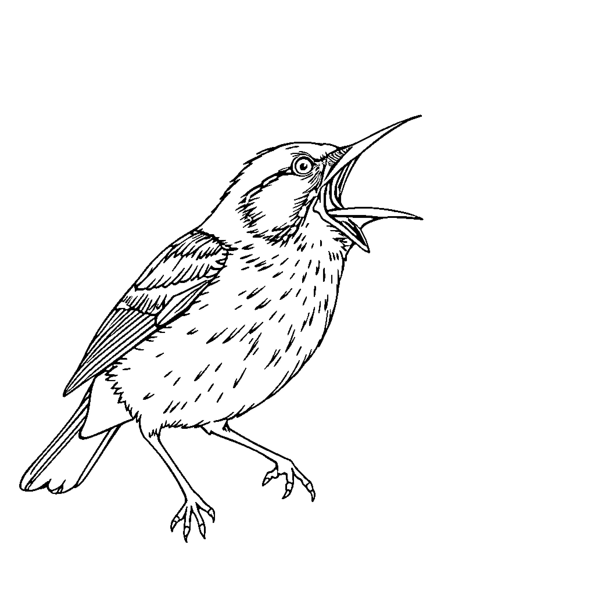 Martin the singing bird Coloring Page (free black-and-white line drawing printable PDF for all, from beginners to advanced learners, including children, teens, adults, and seniors)