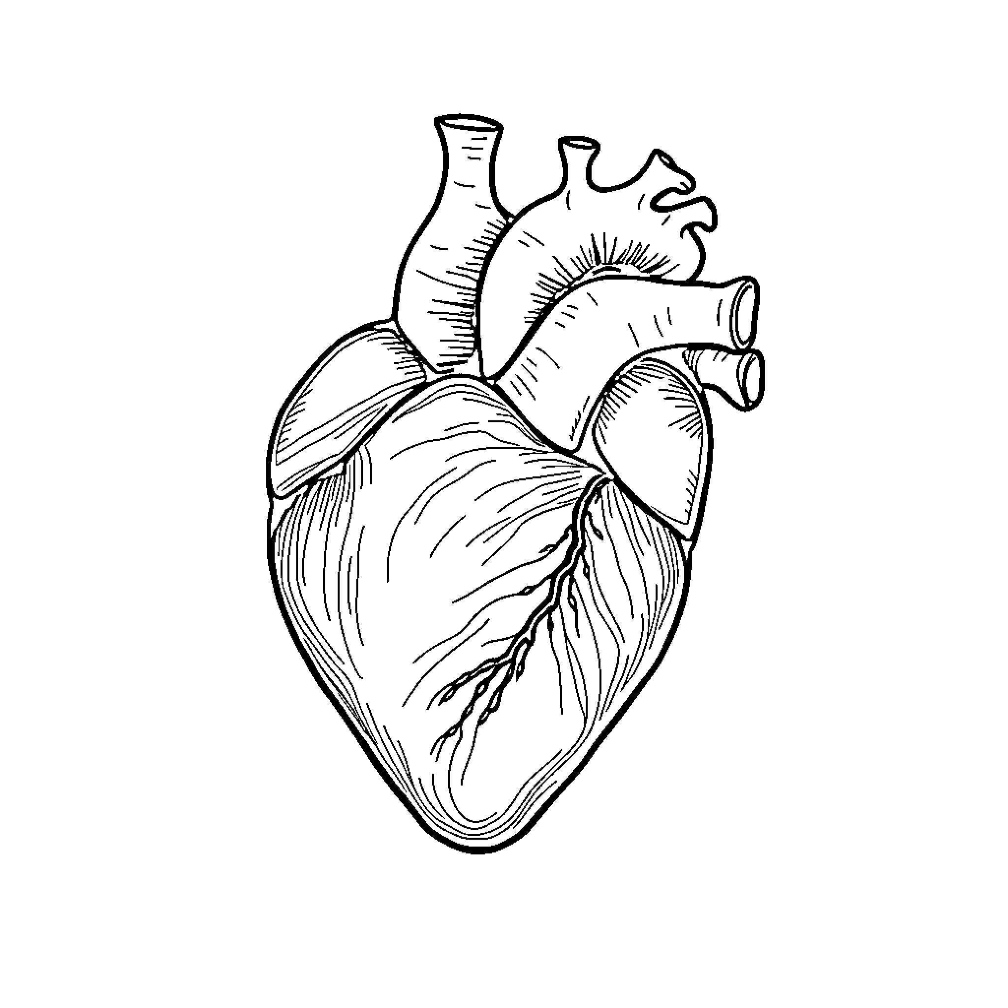Heart-shaped anatomical illustration of the human heart Coloring Page (free black-and-white line drawing printable PDF for all, from beginners to advanced learners, including children, teens, adults, and seniors)