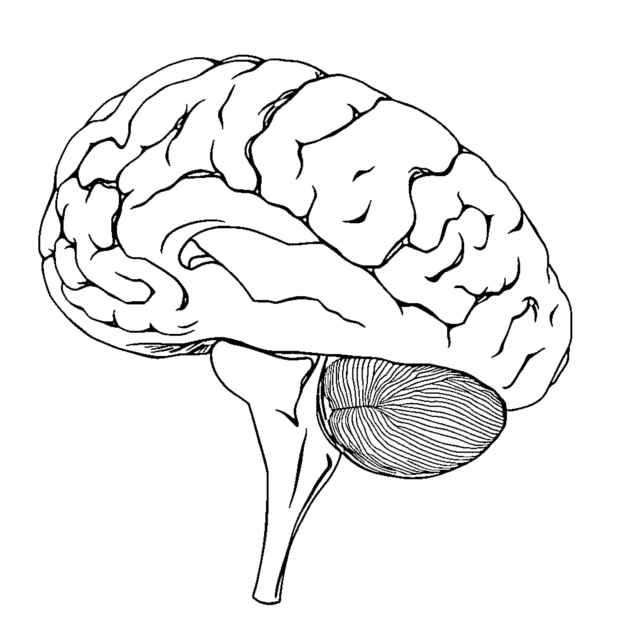 Cerebellar Tonsil Anatomical Structure Coloring Page (free black-and-white line drawing printable PDF for all, from beginners to advanced learners, including children, teens, adults, and seniors)