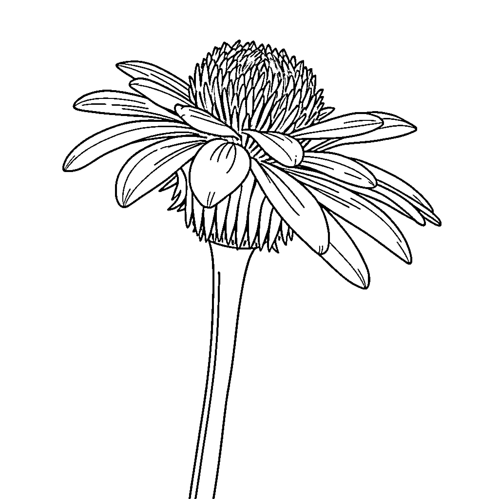 Coneflower in Delicate Illustration Coloring Page (free black-and-white line drawing printable PDF for all, from beginners to advanced learners, including children, teens, adults, and seniors)