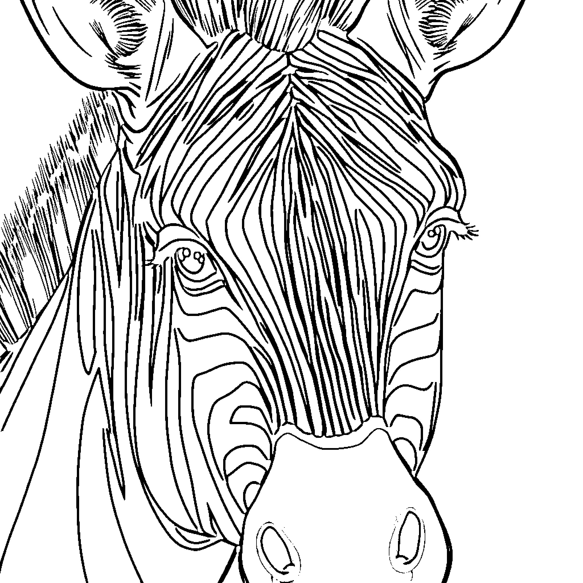 Zebra with detailed facial features Coloring Page (free black-and-white line drawing printable PDF for all, from beginners to advanced learners, including children, teens, adults, and seniors)