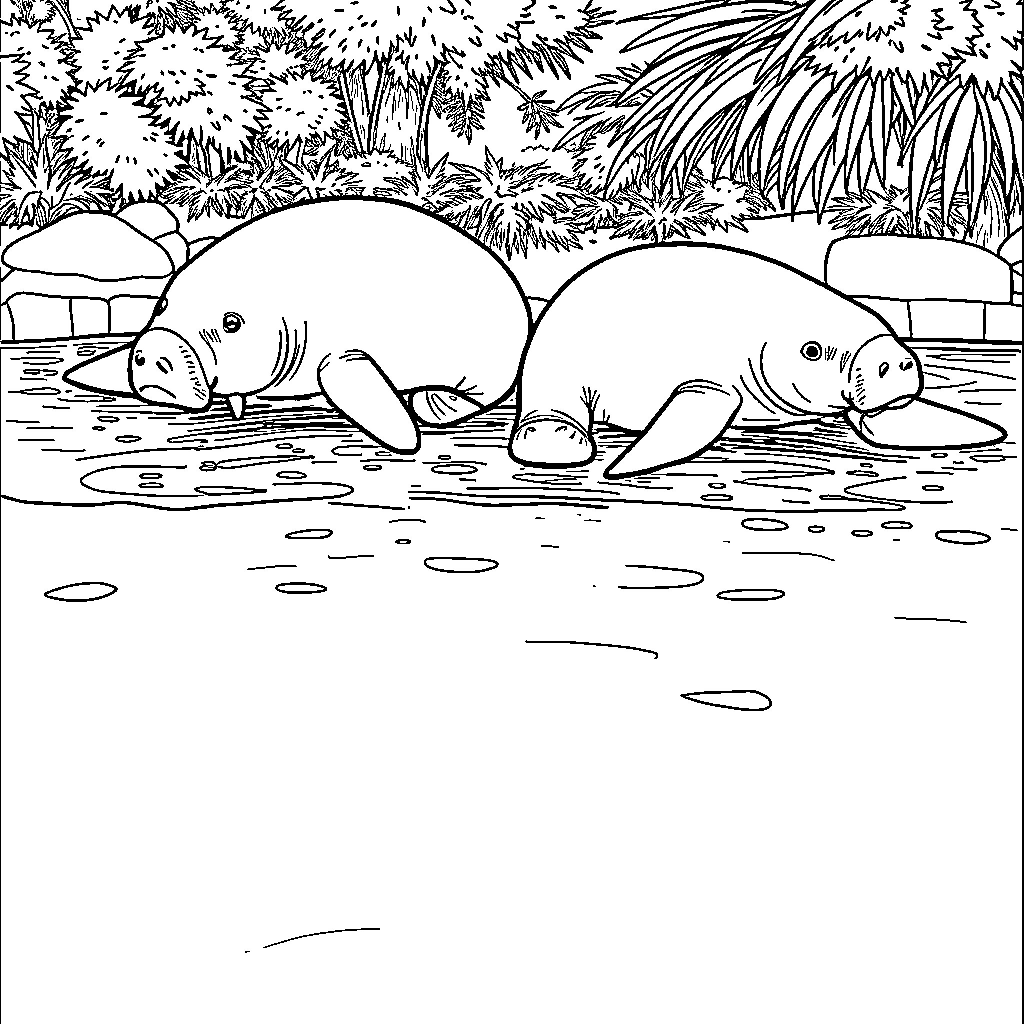 Manatees resting peacefully in the water Coloring Page (free black-and-white line drawing printable PDF for all, from beginners to advanced learners, including children, teens, adults, and seniors)