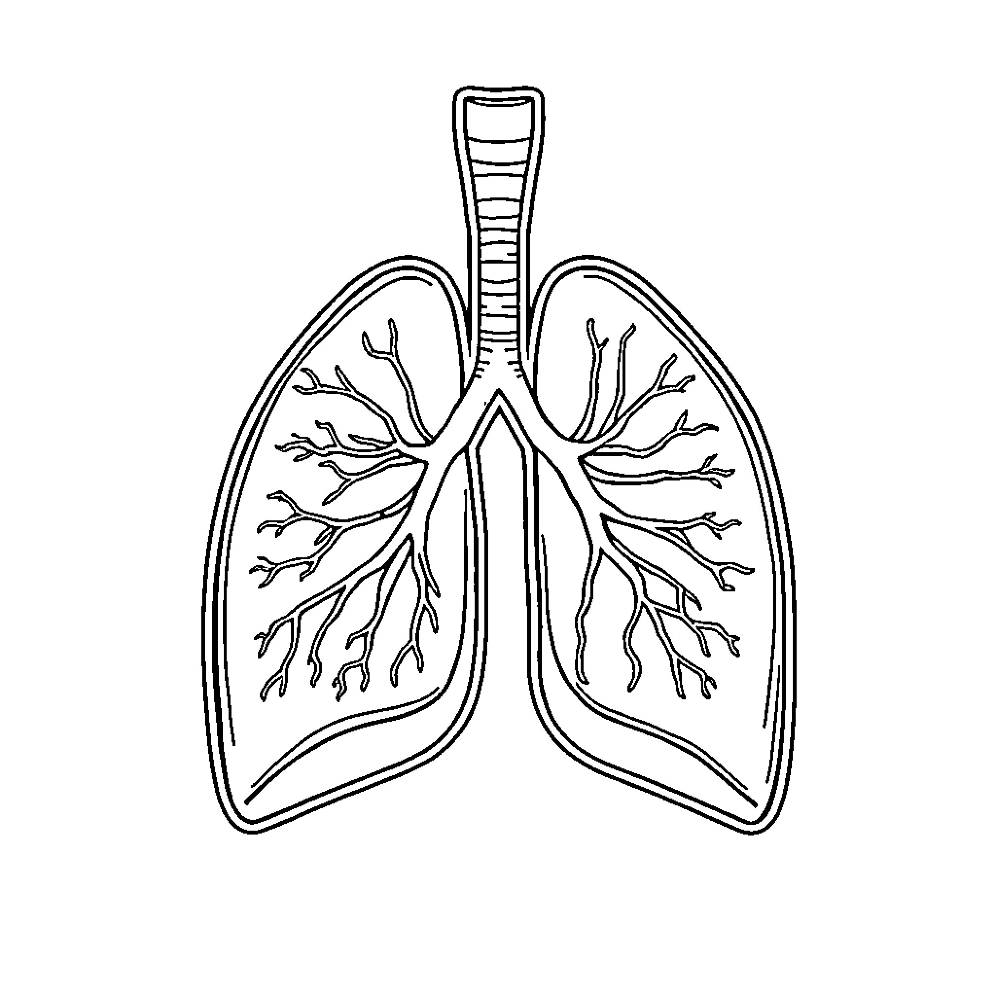 Respiratory Apparatus Anatomical Diagram Coloring Page (free black-and-white line drawing printable PDF for all, from beginners to advanced learners, including children, teens, adults, and seniors)