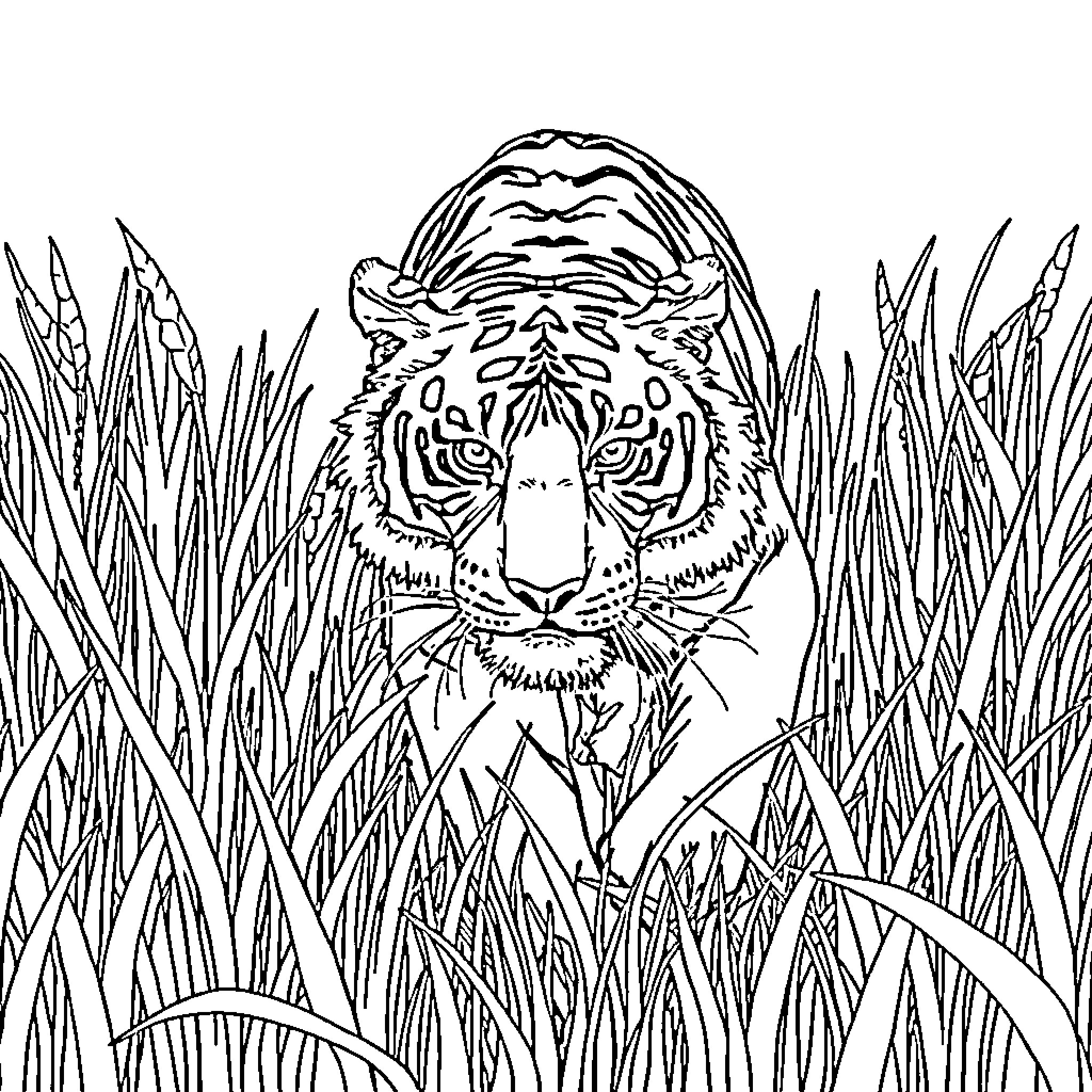Tiger Peering Through Tall Grass Coloring Page (free black-and-white line drawing printable PDF for all, from beginners to advanced learners, including children, teens, adults, and seniors)