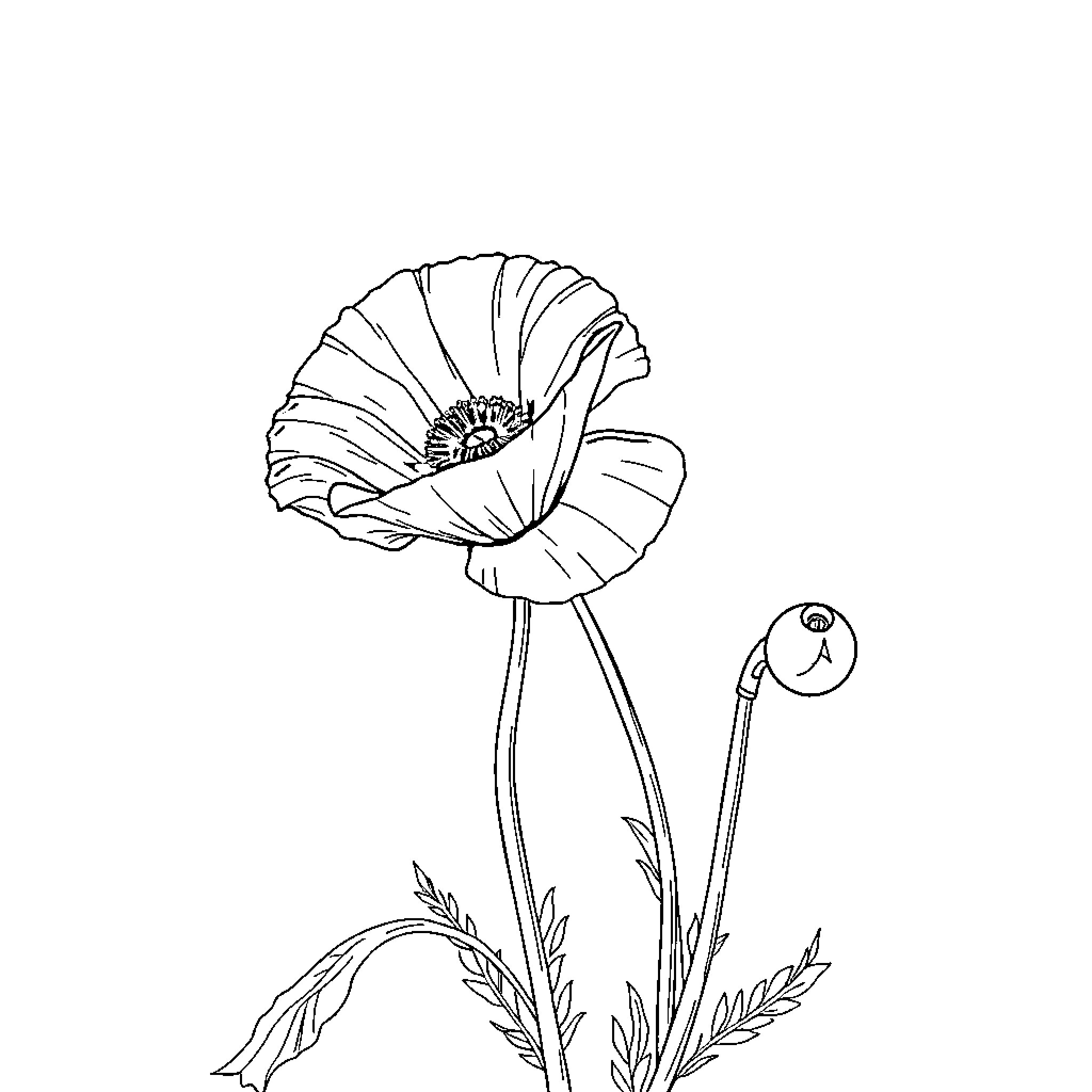 Poppy flower in a simple line art drawing Coloring Page (free black-and-white line drawing printable PDF for all, from beginners to advanced learners, including children, teens, adults, and seniors)