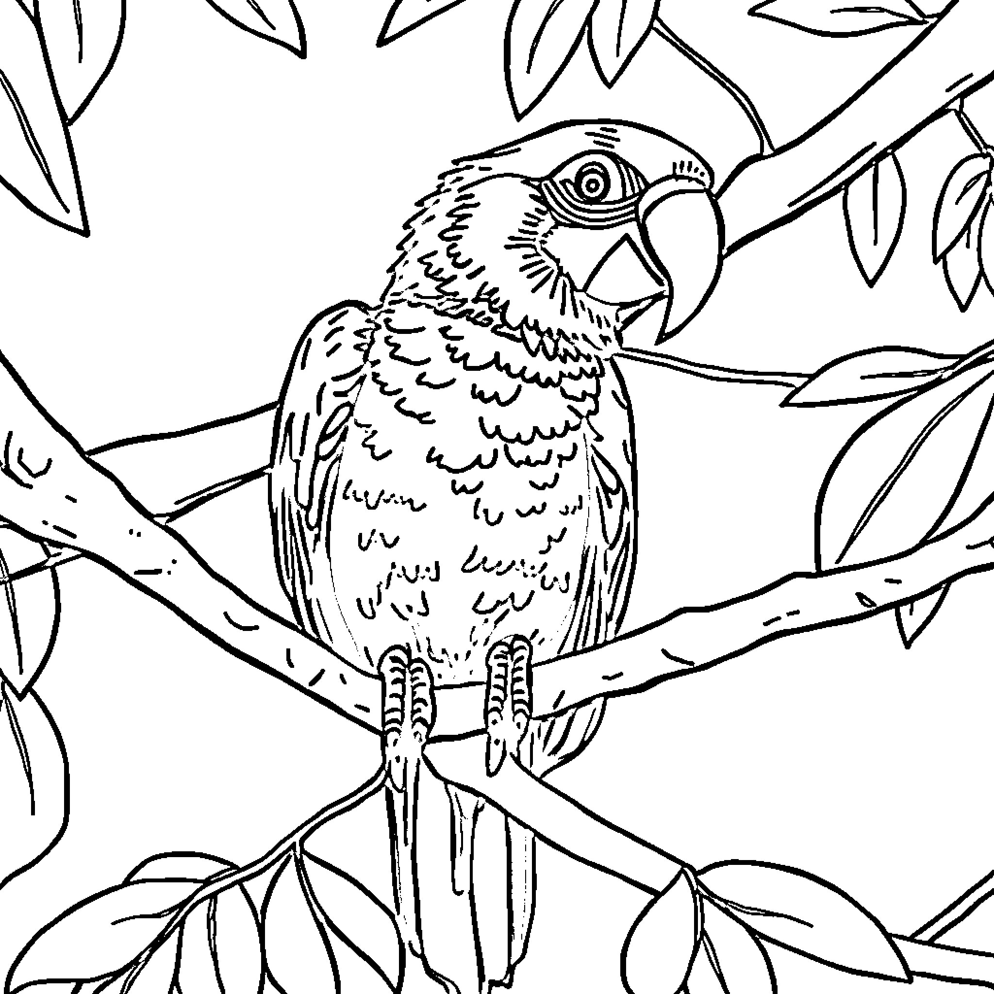 Parrot perched on a tree branch Coloring Page (free black-and-white line drawing printable PDF for all, from beginners to advanced learners, including children, teens, adults, and seniors)