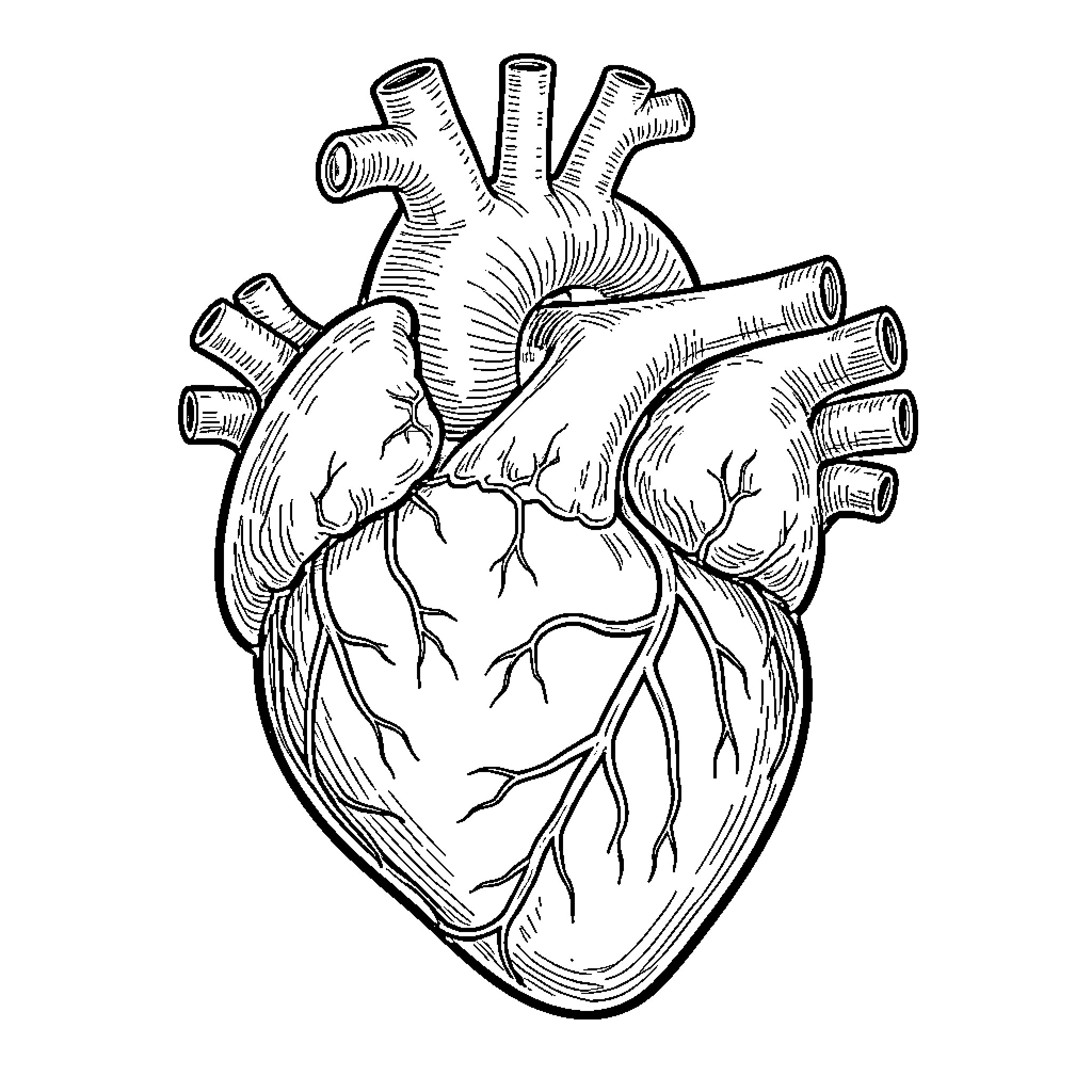 Heart Anatomy - Detailed Medical Illustration Coloring Page (free black-and-white line drawing printable PDF for all, from beginners to advanced learners, including children, teens, adults, and seniors)