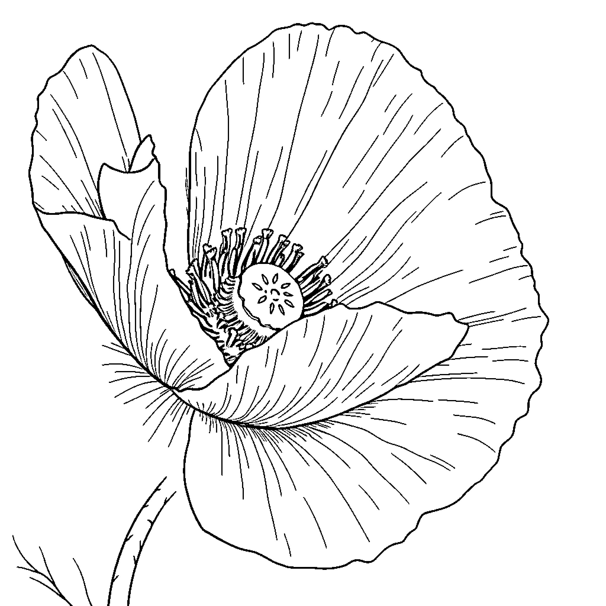 Poppy flower in detailed line art Coloring Page (free black-and-white line drawing printable PDF for all, from beginners to advanced learners, including children, teens, adults, and seniors)