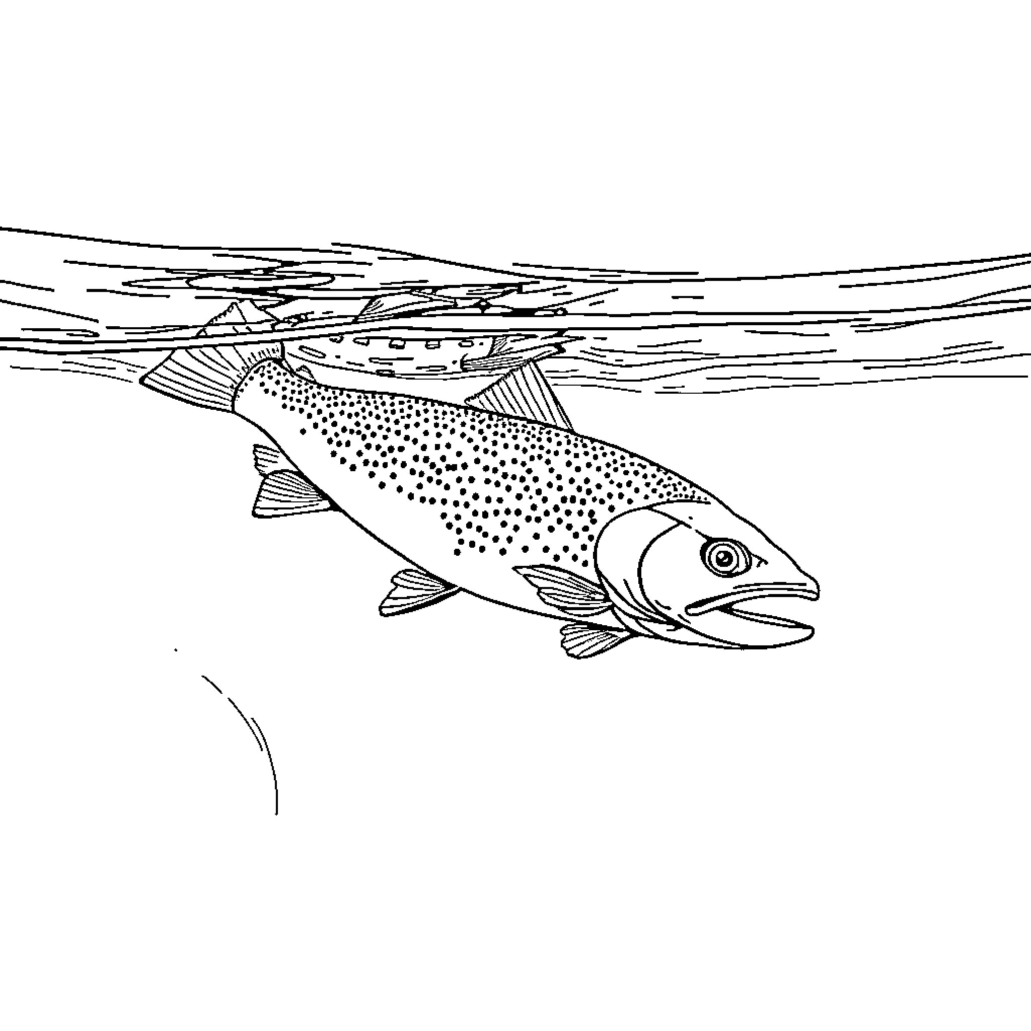 Trout swimming gracefully underwater Coloring Page (free black-and-white line drawing printable PDF for all, from beginners to advanced learners, including children, teens, adults, and seniors)