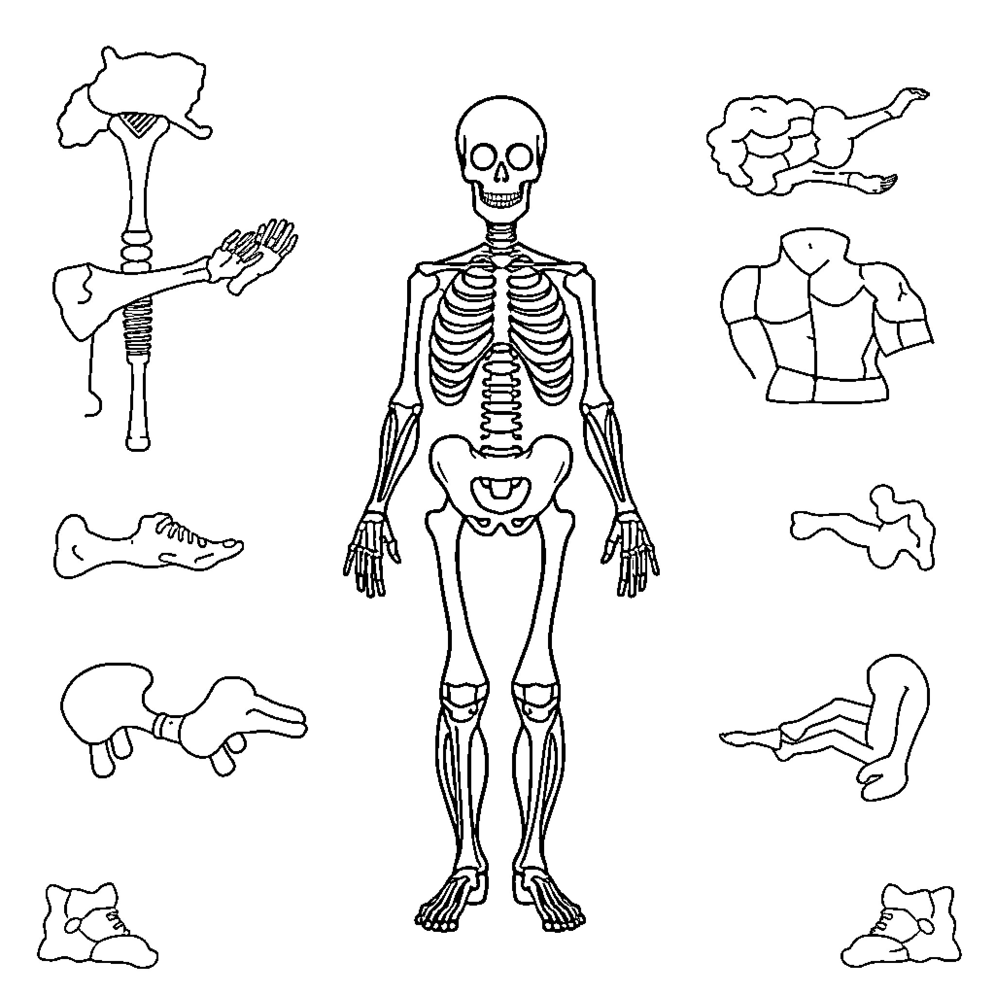Anatomy of the Human Skeletal System Coloring Page (free black-and-white line drawing printable PDF for all, from beginners to advanced learners, including children, teens, adults, and seniors)