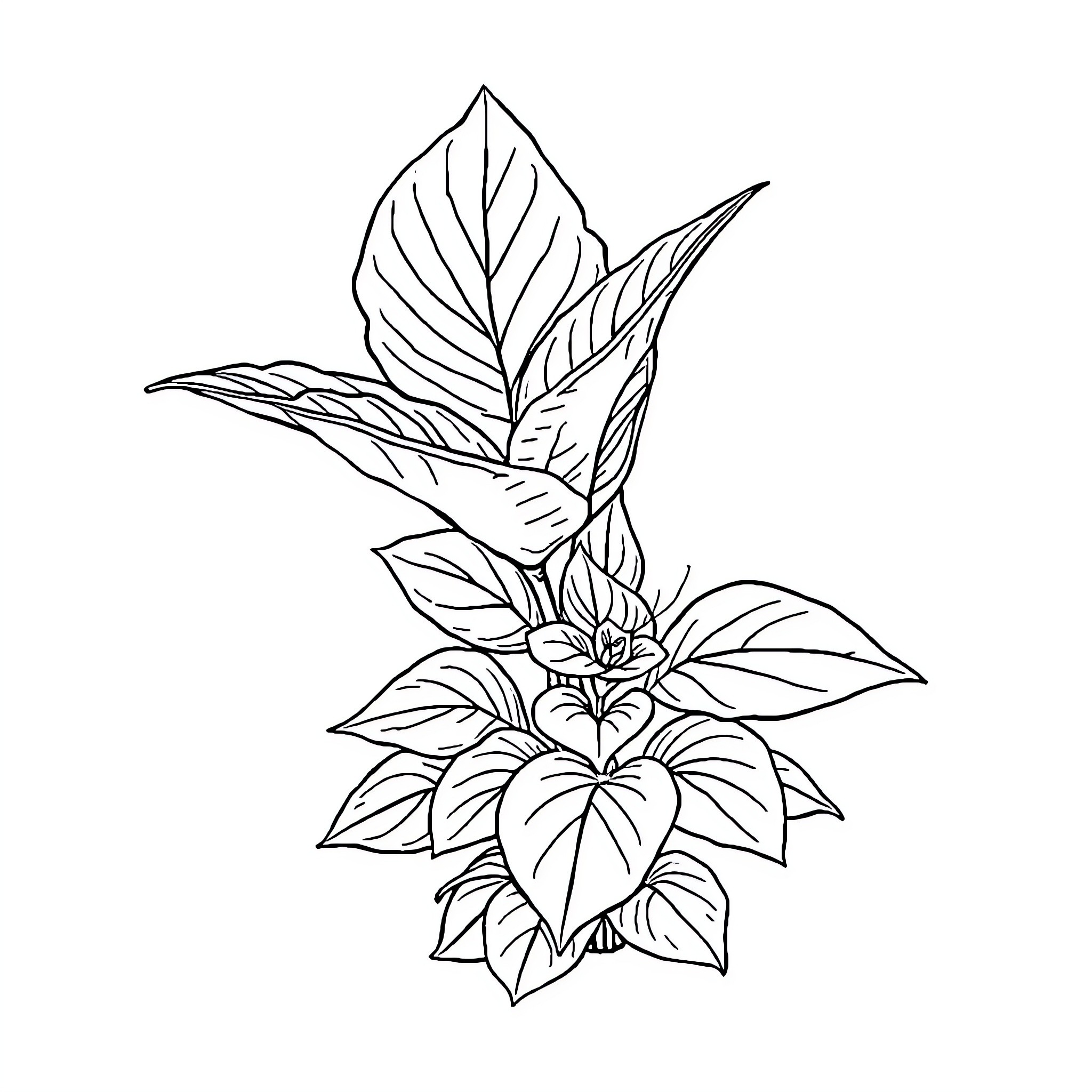 Coleus plant with intricate leaf patterns Coloring Page (free black-and-white line drawing printable PDF for all, from beginners to advanced learners, including children, teens, adults, and seniors)