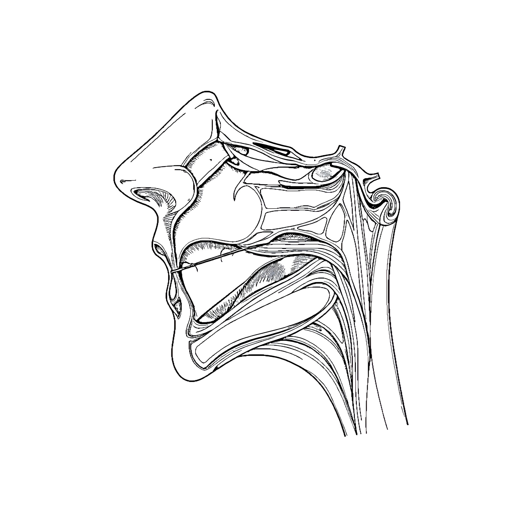 Airway anatomy illustration Coloring Page (free black-and-white line drawing printable PDF for all, from beginners to advanced learners, including children, teens, adults, and seniors)