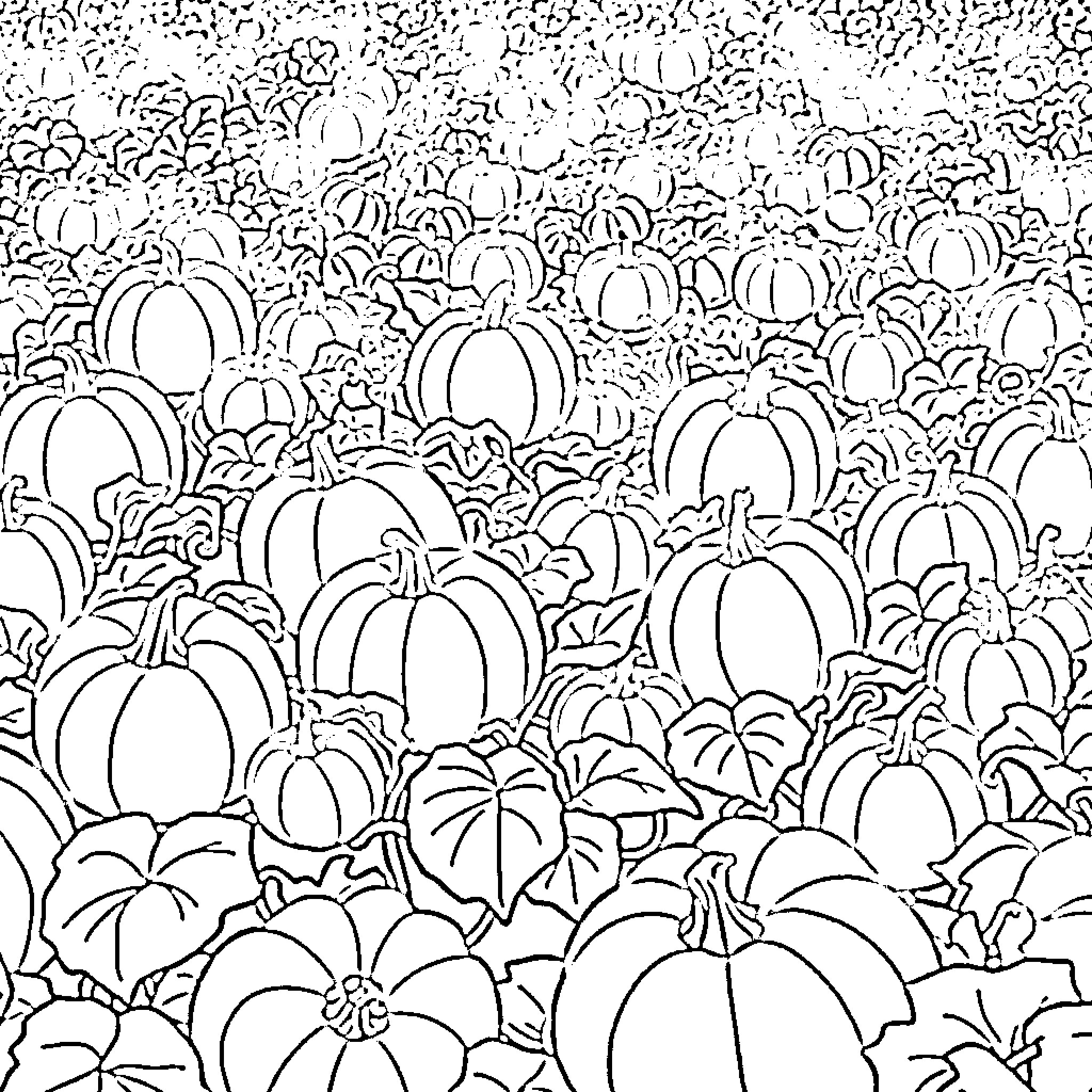 Pumpkin patch filled with various shaped gourds Coloring Page (free black-and-white line drawing printable PDF for all, from beginners to advanced learners, including children, teens, adults, and seniors)
