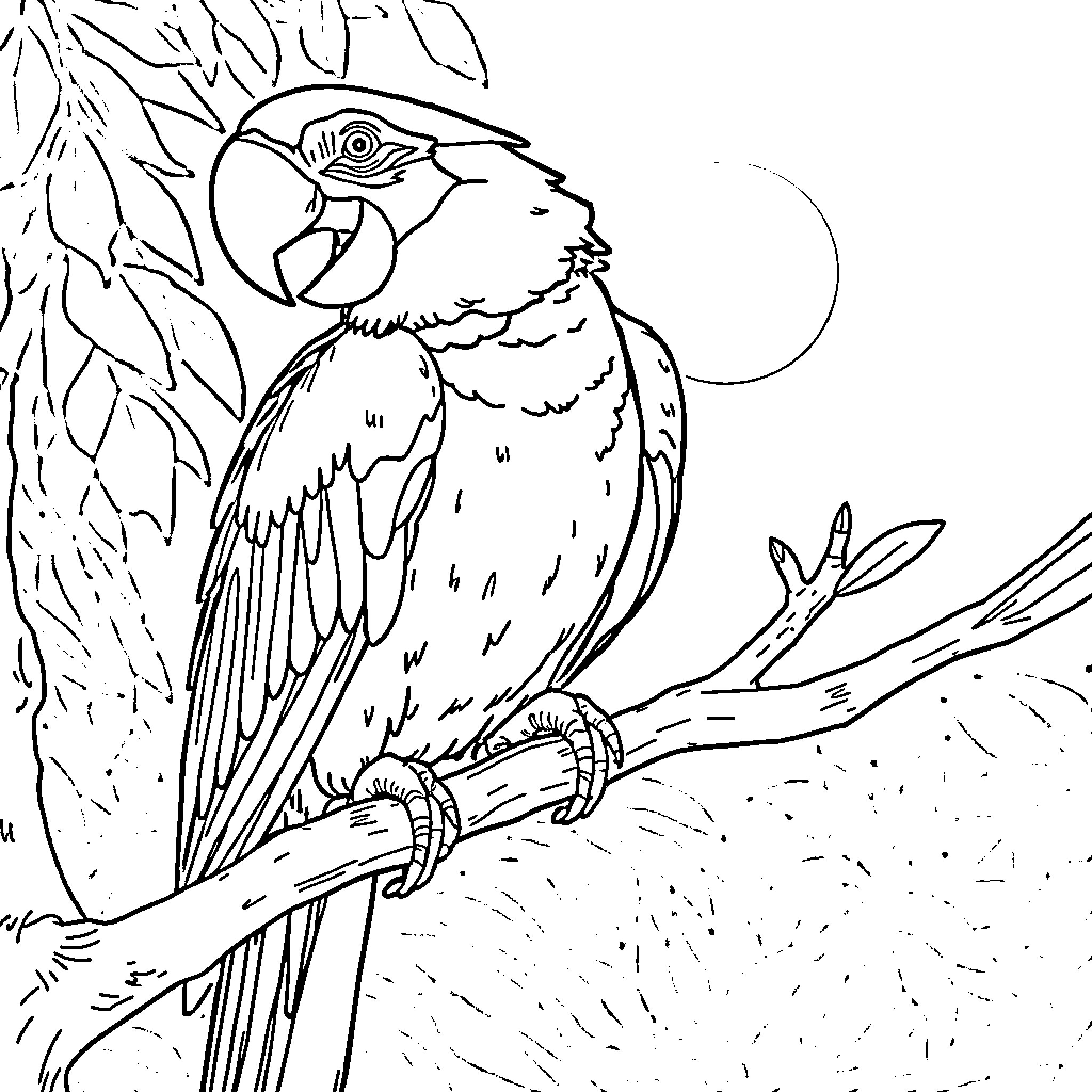 Macaw perched on a tree branch Coloring Page (free black-and-white line drawing printable PDF for all, from beginners to advanced learners, including children, teens, adults, and seniors)