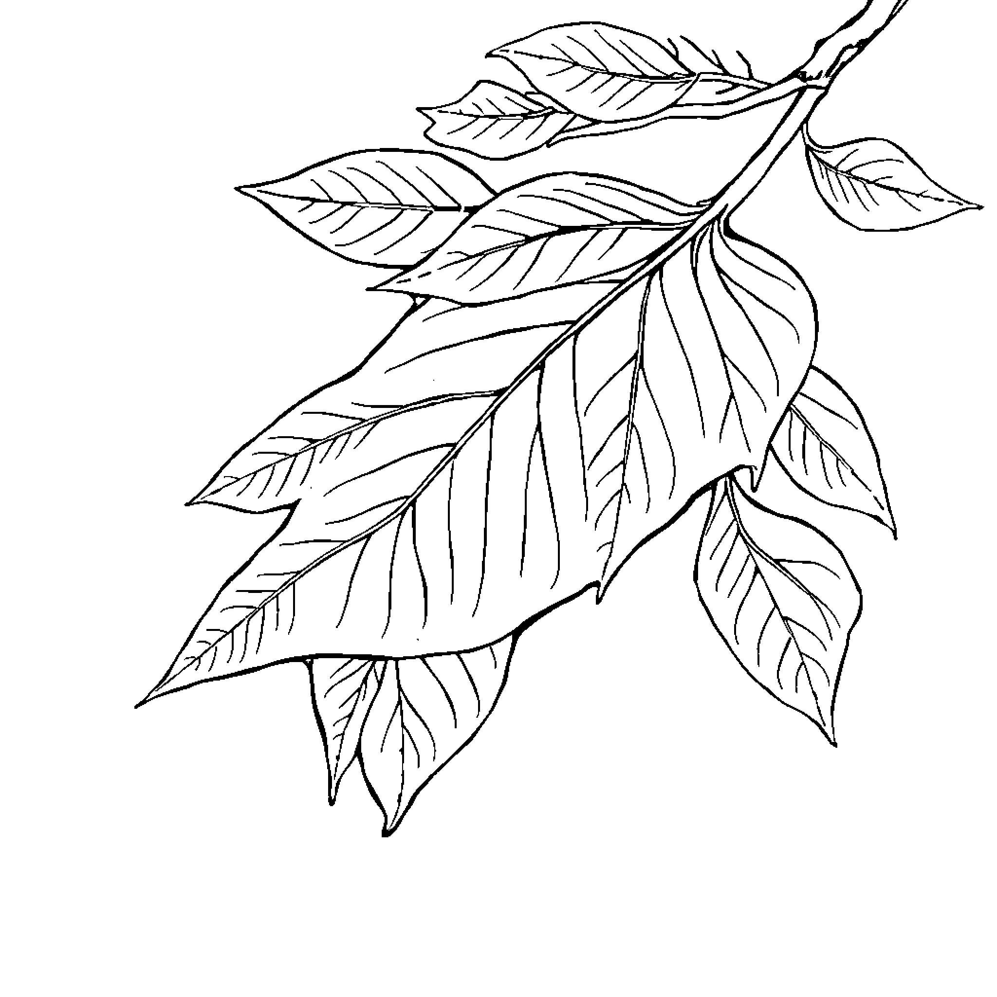 Leaf branch with intricate patterns Coloring Page (free black-and-white line drawing printable PDF for all, from beginners to advanced learners, including children, teens, adults, and seniors)