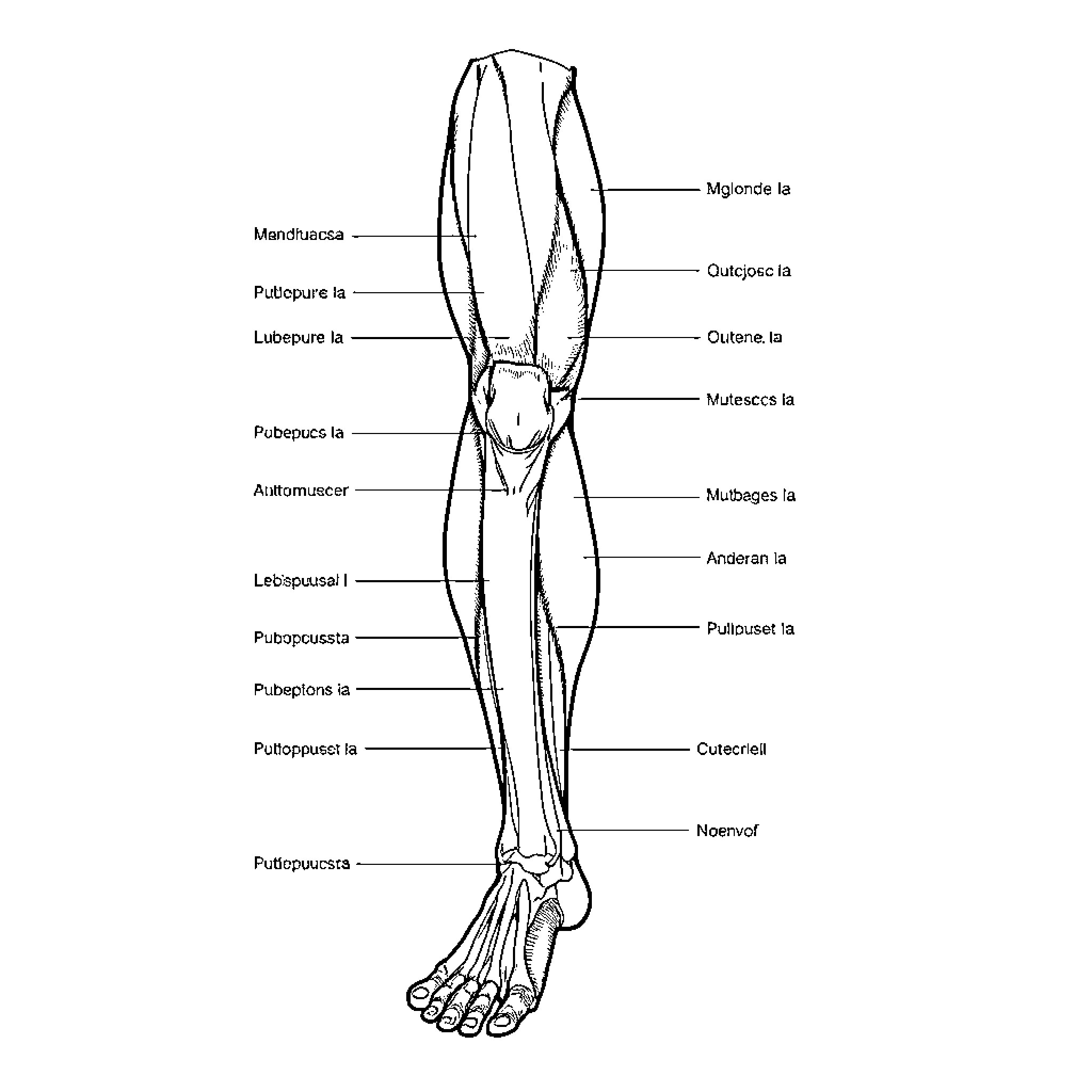 Leg anatomy diagram with labeled parts Coloring Page (free black-and-white line drawing printable PDF for all, from beginners to advanced learners, including children, teens, adults, and seniors)