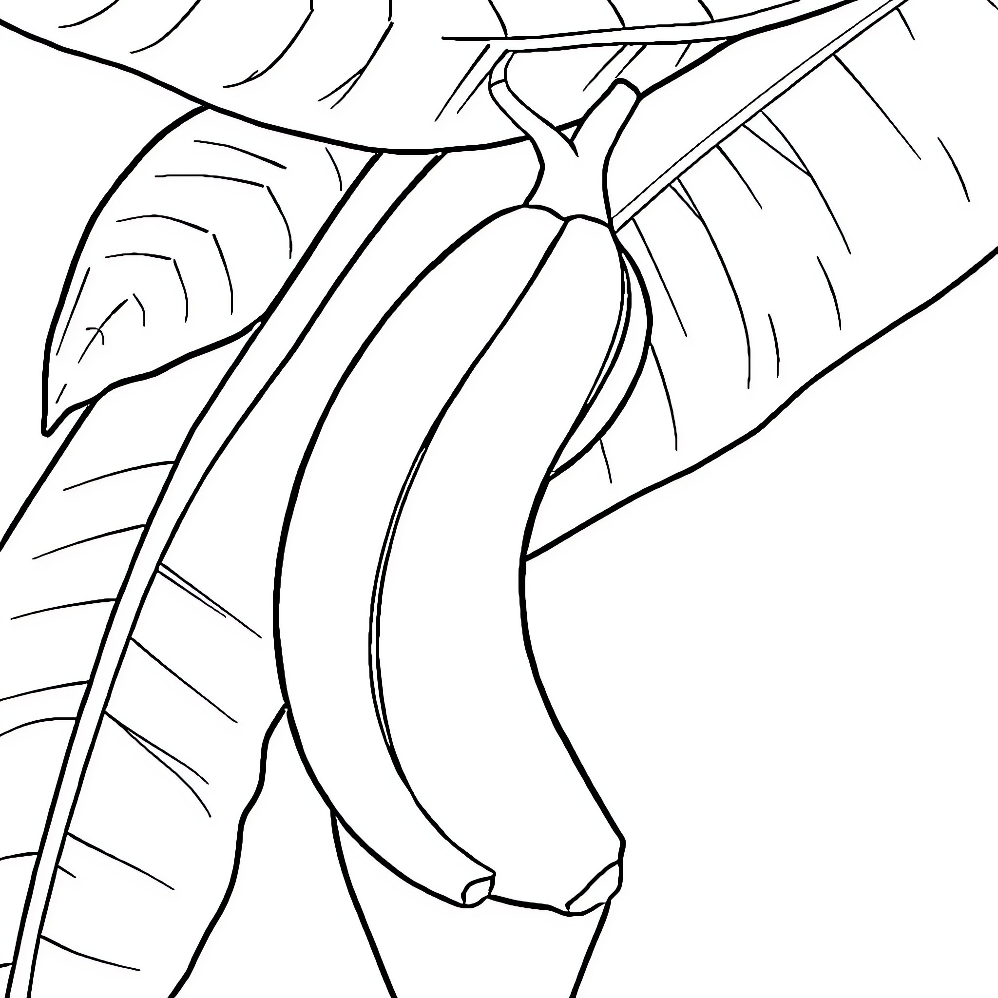 Banana hanging on tropical leaves Coloring Page (free black-and-white line drawing printable PDF for all, from beginners to advanced learners, including children, teens, adults, and seniors)