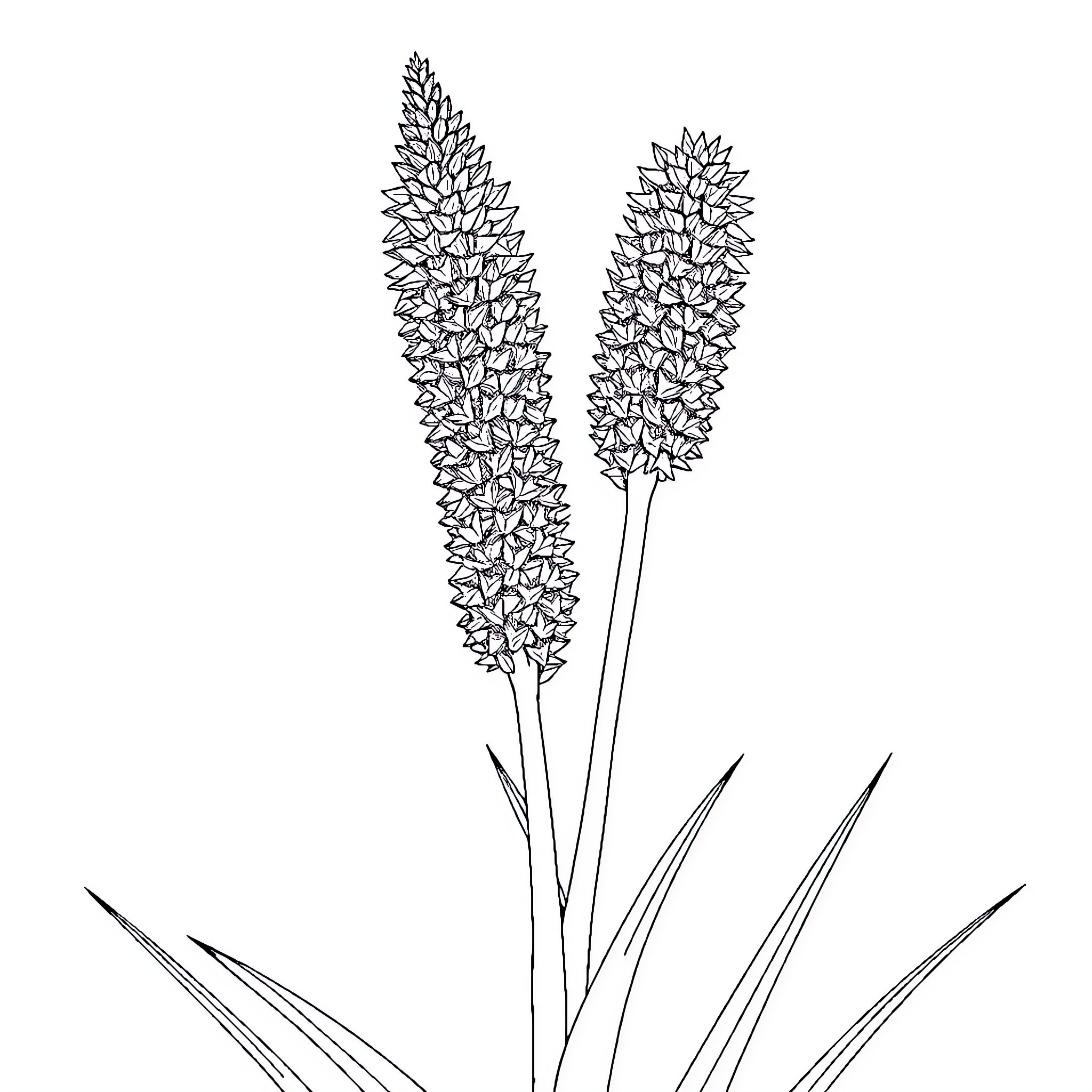 Puya de Raimondi with distinct floral stalks Coloring Page (free black-and-white line drawing printable PDF for all, from beginners to advanced learners, including children, teens, adults, and seniors)
