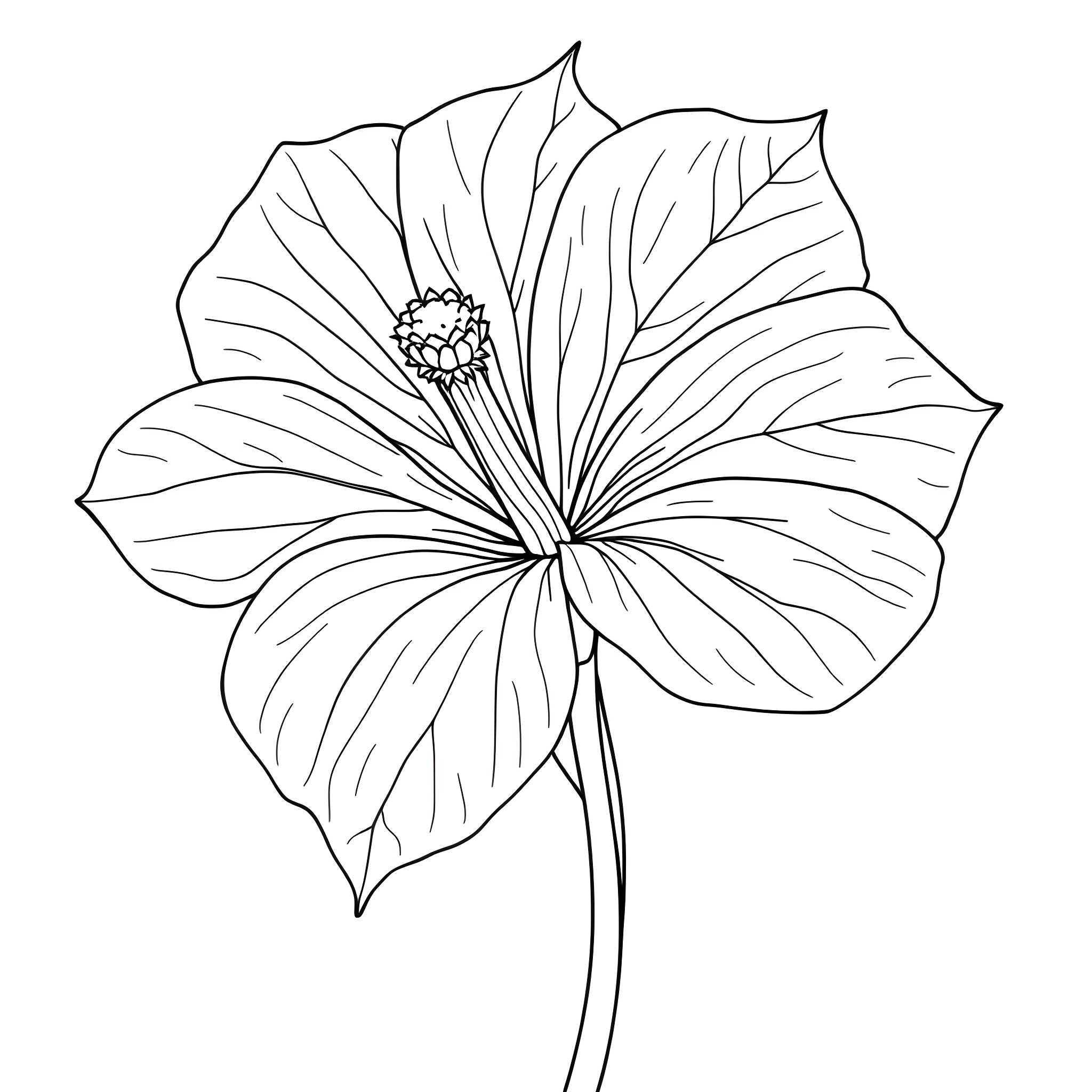 Ipomoea Purpurea - Detailed Flower Illustration Coloring Page (free black-and-white line drawing printable PDF for all, from beginners to advanced learners, including children, teens, adults, and seniors)